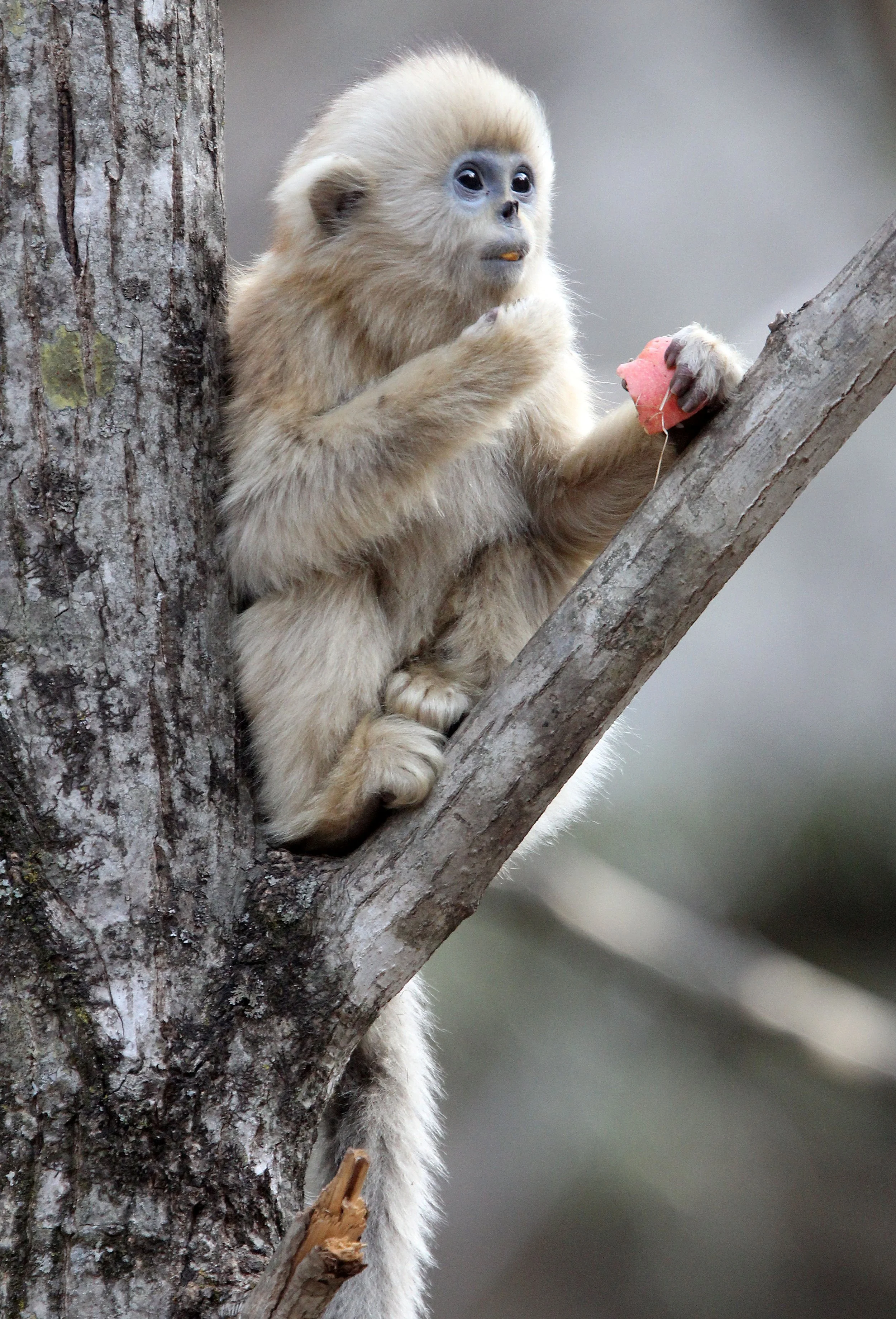 CERCOPITHECIDAE - Rhinopithecus roxellana qinlingensis - QINLING GOLDEN SNUB-NOSED MONKEY - FOPING NATURE RESERVE, SHAANXI CHINA (189).JPG