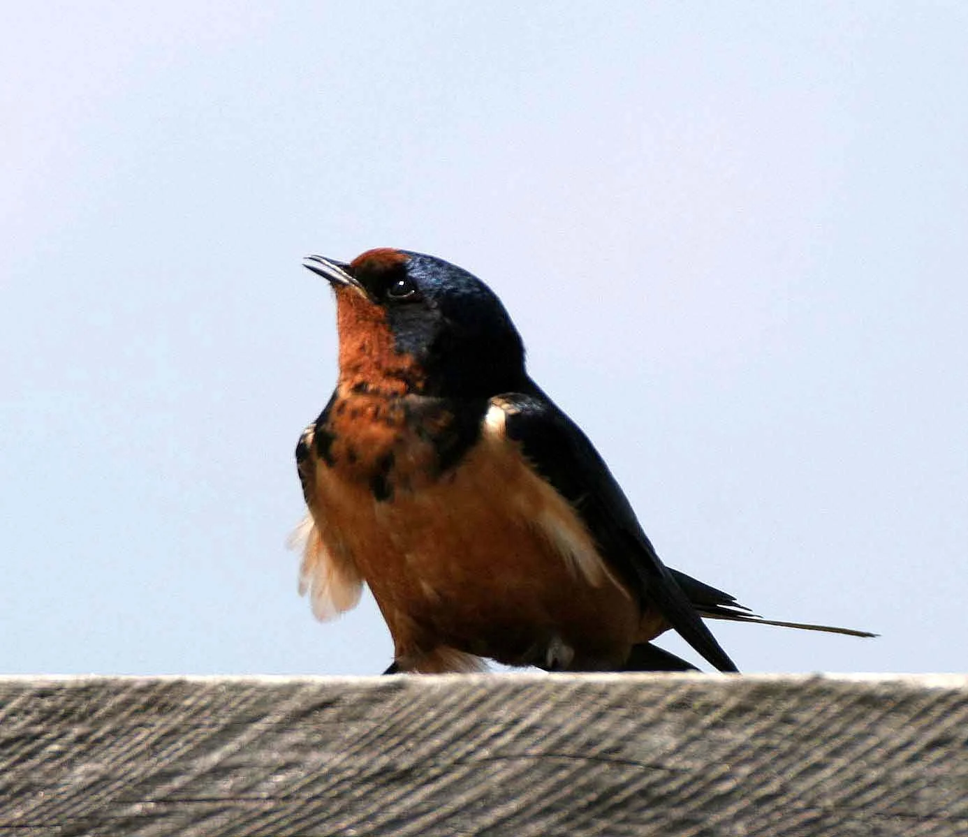 Barn Swallow (Hirundo rustica) Lake Baikal Selenga Delta Russia (4).jpg