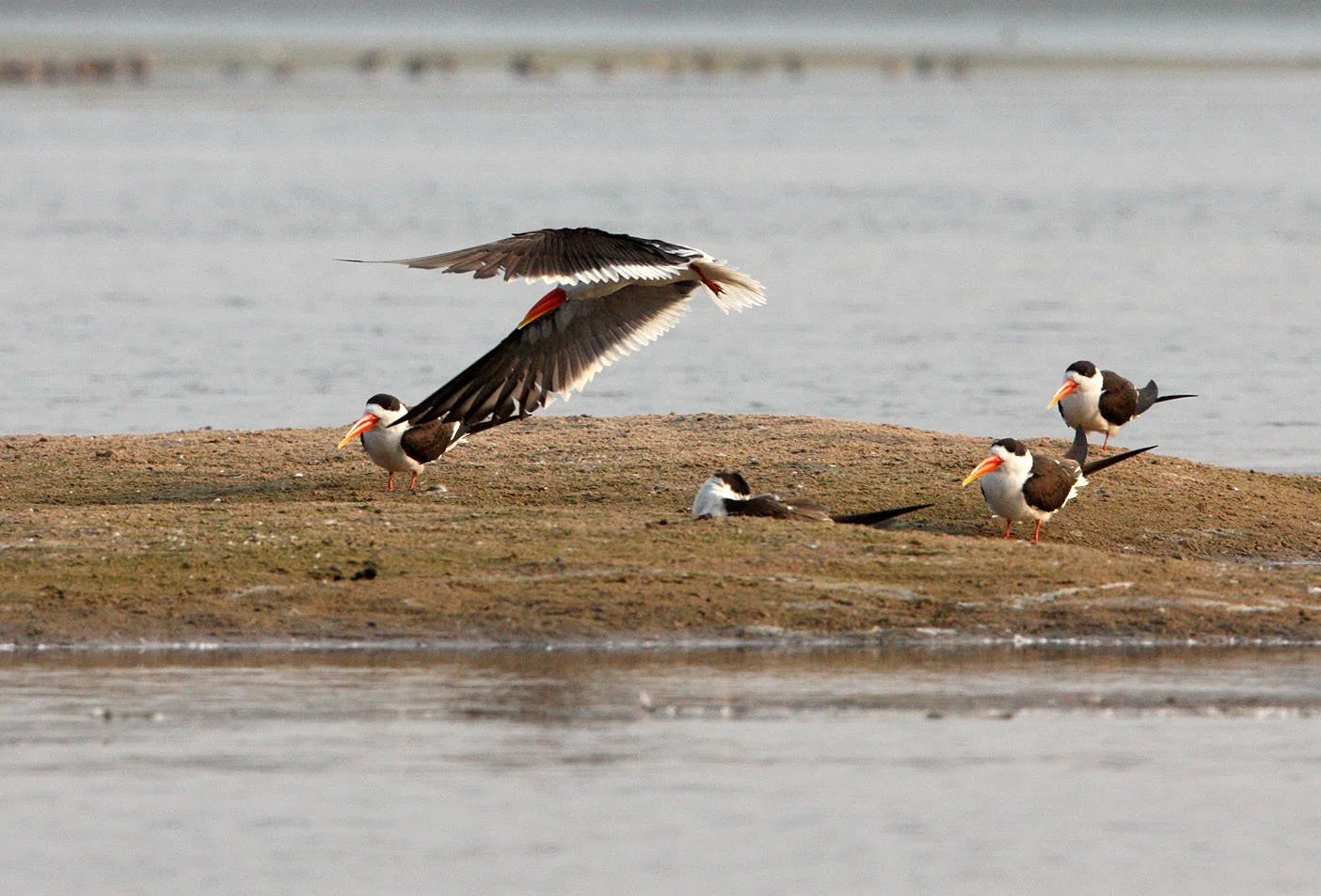 BIRD - SKIMMER - INDIAN SKIMMER - CHAMBAL SANCTUARY INDIA (14).JPG