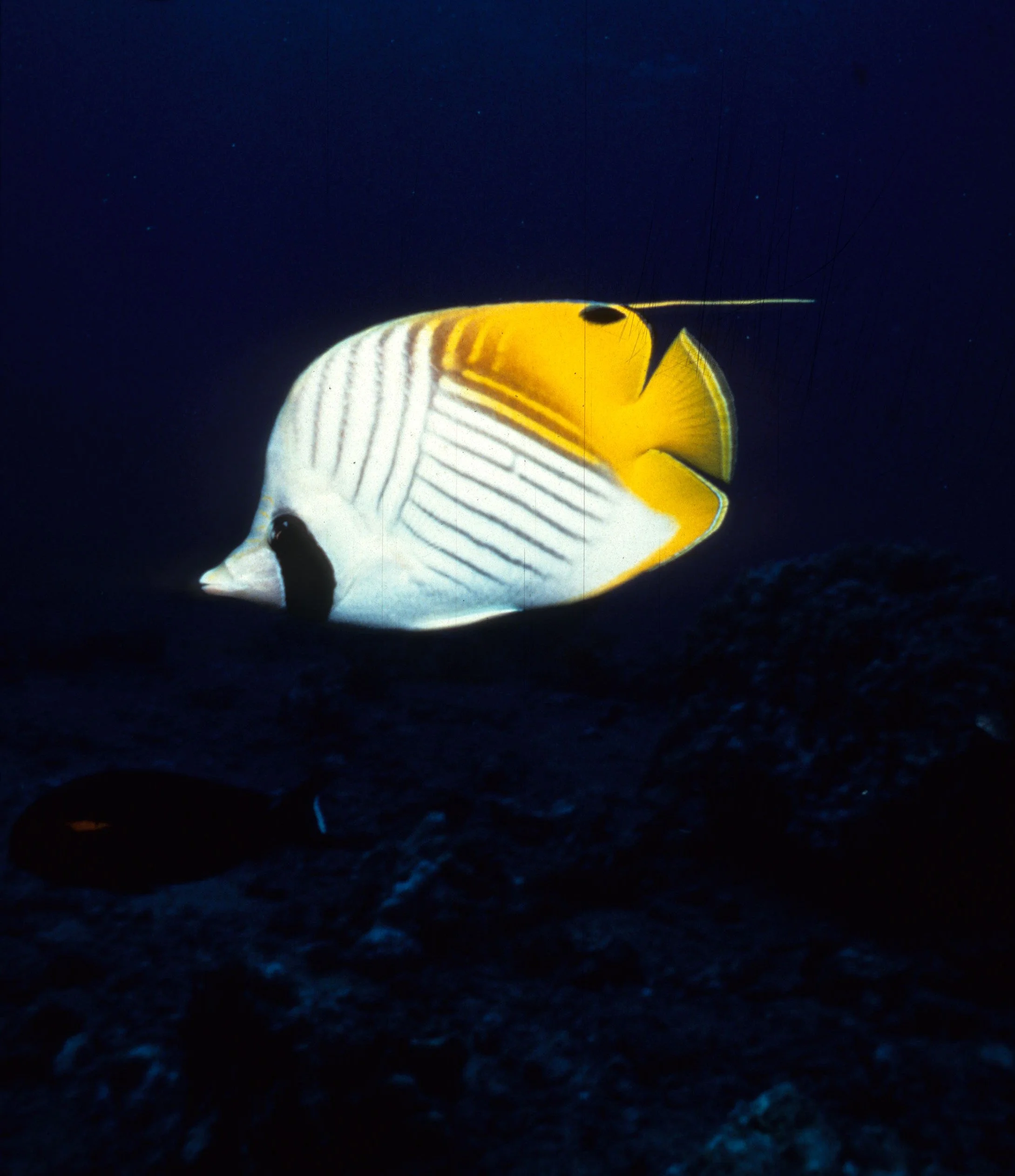FISH - TROPICAL FISH - HAWAII (2).jpg