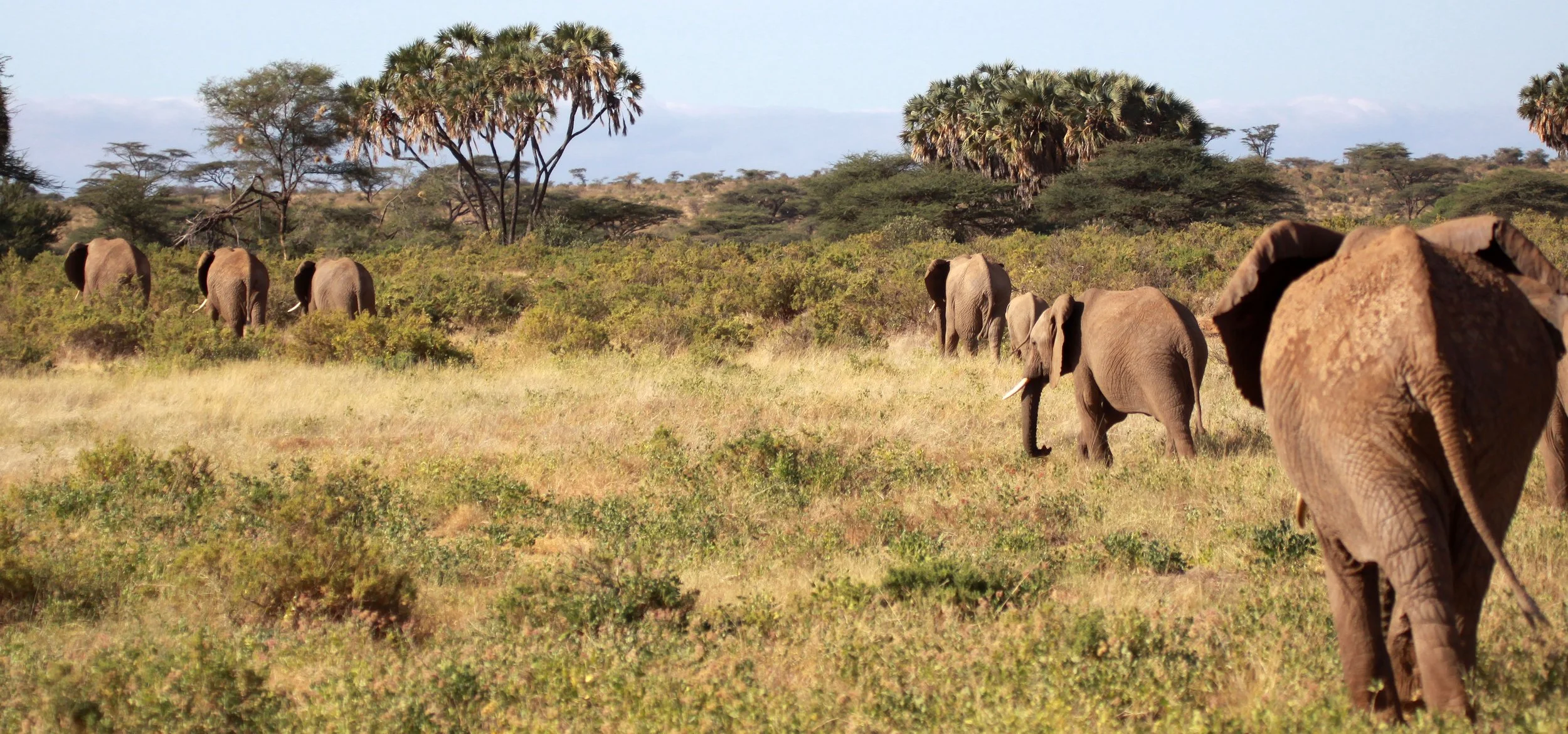 ELEPHANT - SAMBURU NATIONAL RESERVE KENYA (5).JPG