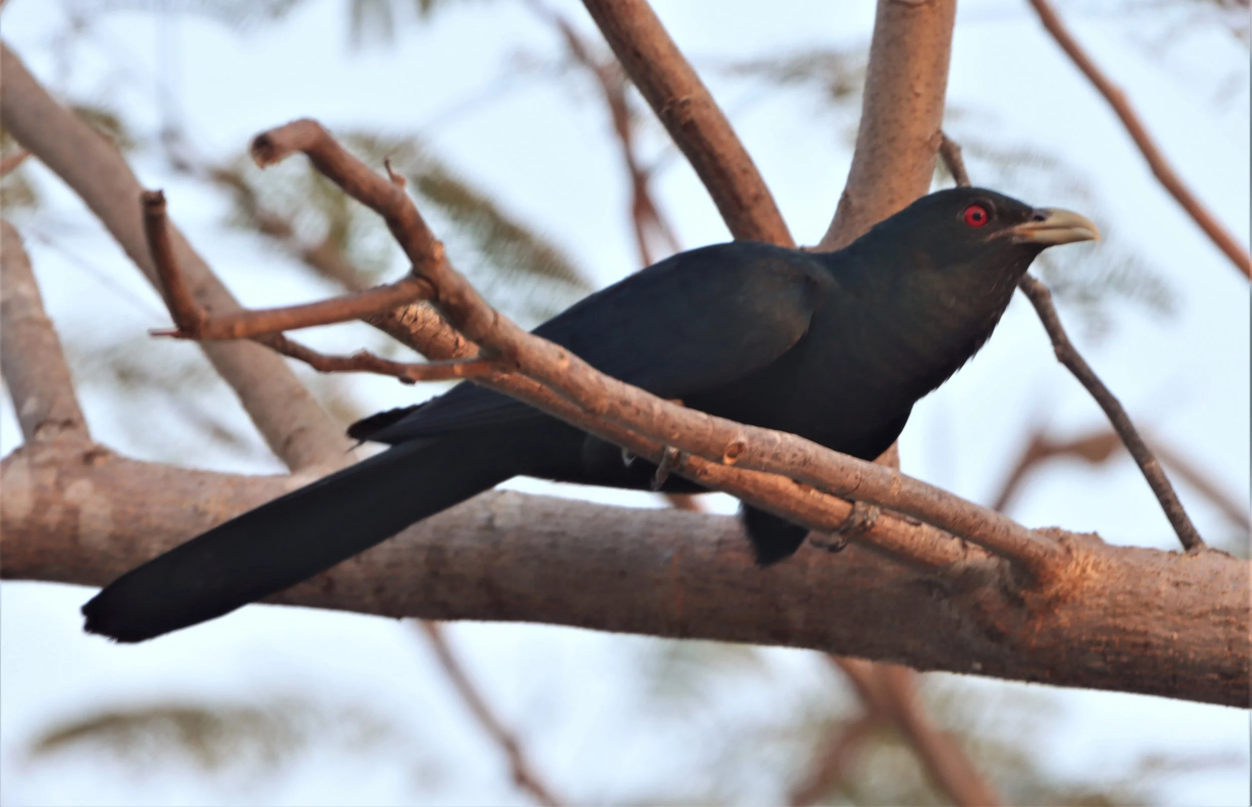 Asian Koel (Eudynamys scolopacea) Lat Krabang Thap Yao Rice Fields Bangkok (1).jpg