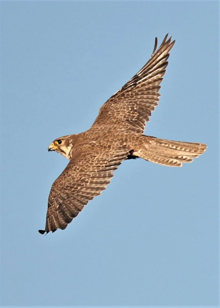 Falco mexicanus - PRAIRIE FALCON - MORLEY NELSON SNAKE RIVER BIRDS OF PREY NRA (23).jpg