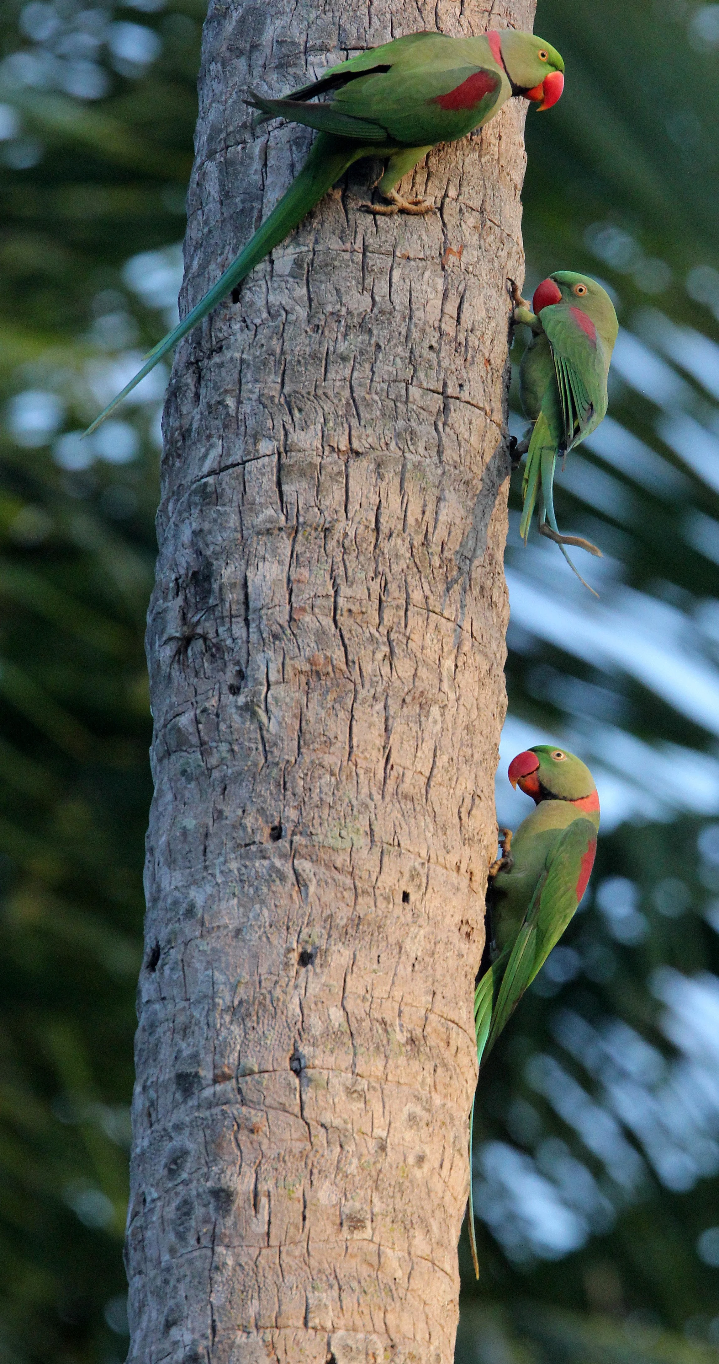 BIRD - PARAKEET - ALEXANDRINE PARAKEET - NIGAMBU FOREST AREA SRI LANKA (40).JPG