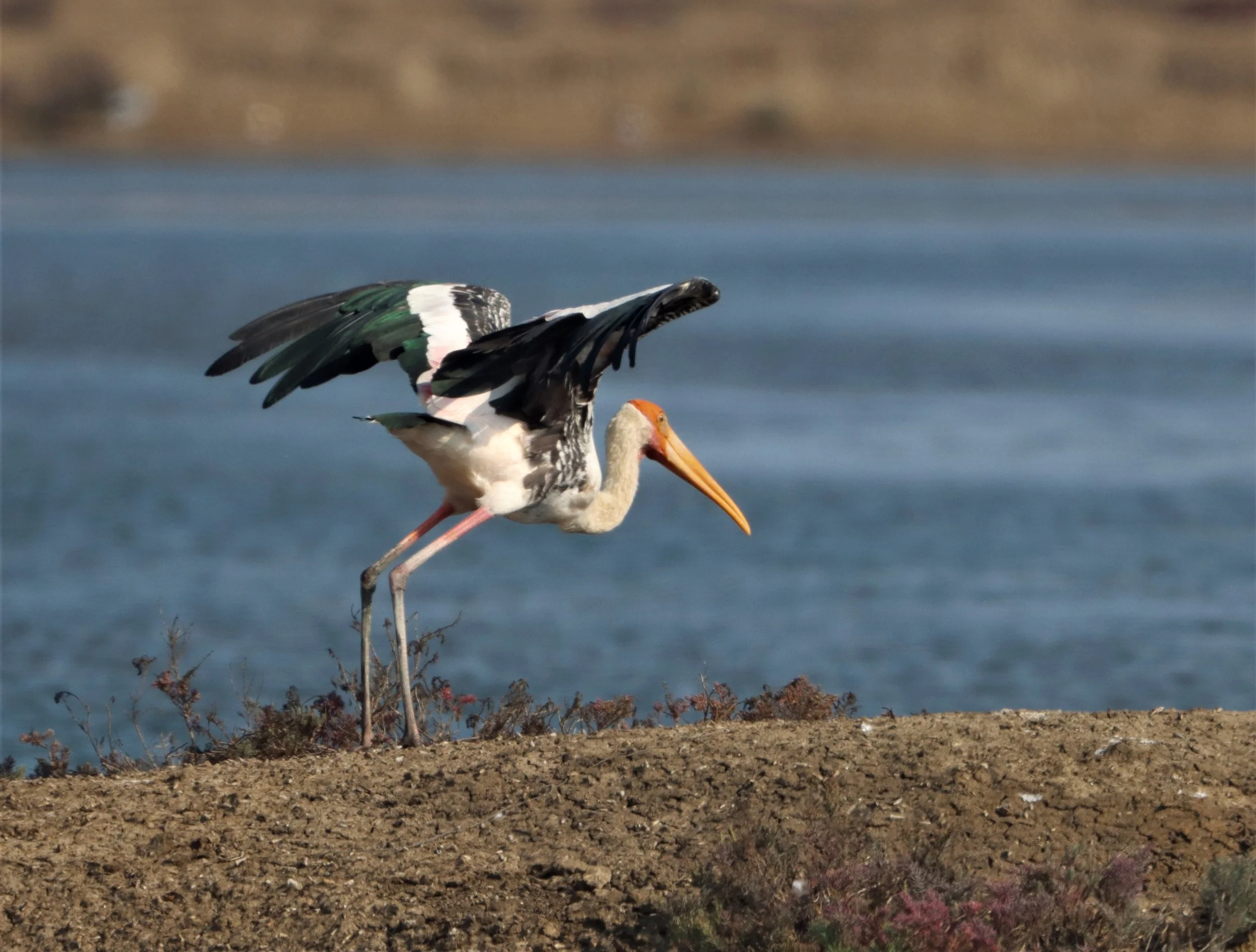 STORK - PAINTED STORK - Mycteria leucocephala - BANG PAKONG SALT PANS CHACHOENGSAO WEST OF RIVER (4).jpg