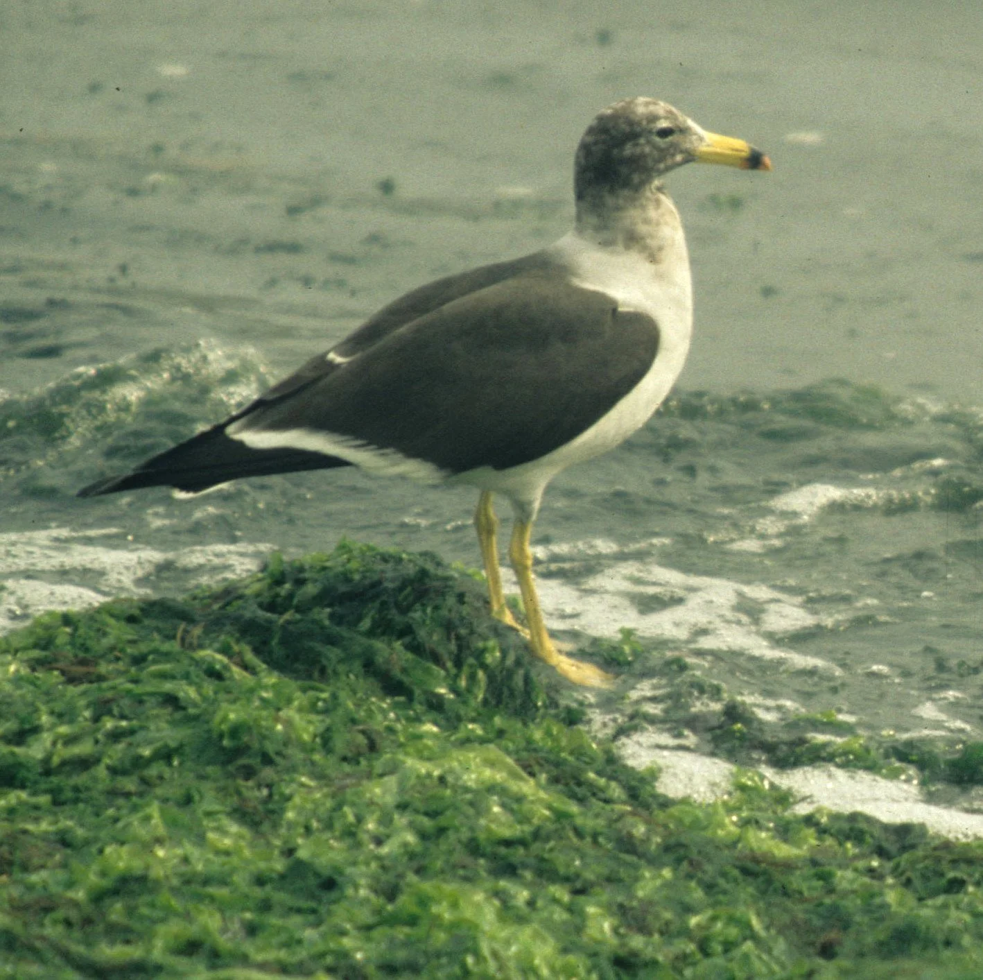 BIRD - GULL - BAND-TAILED - PARACAS A.jpg