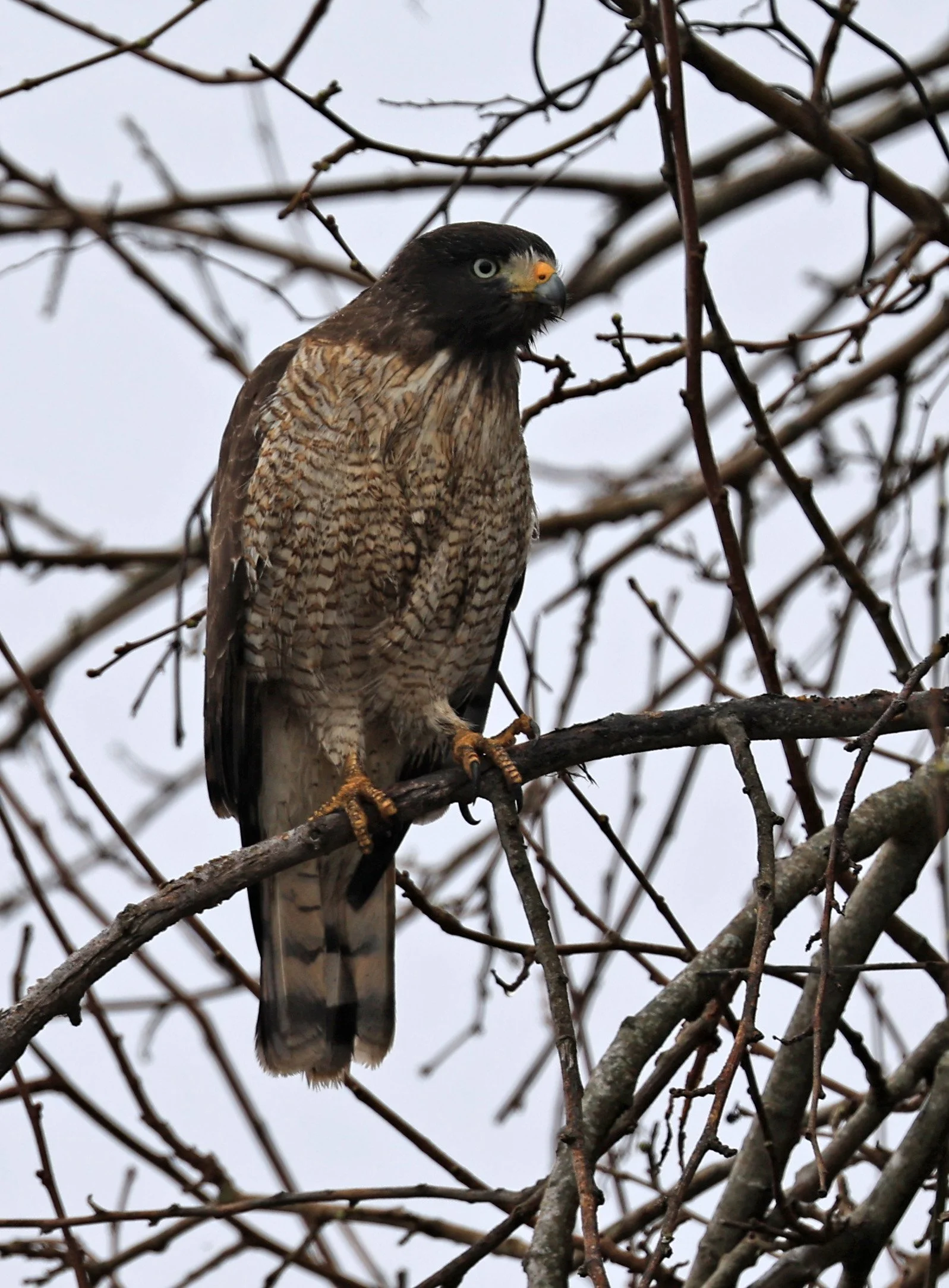 Roadside Hawk (Rupornis magnirostris) Reserva Natural Ceibas, Entre Rios, Argentina  (5).jpg