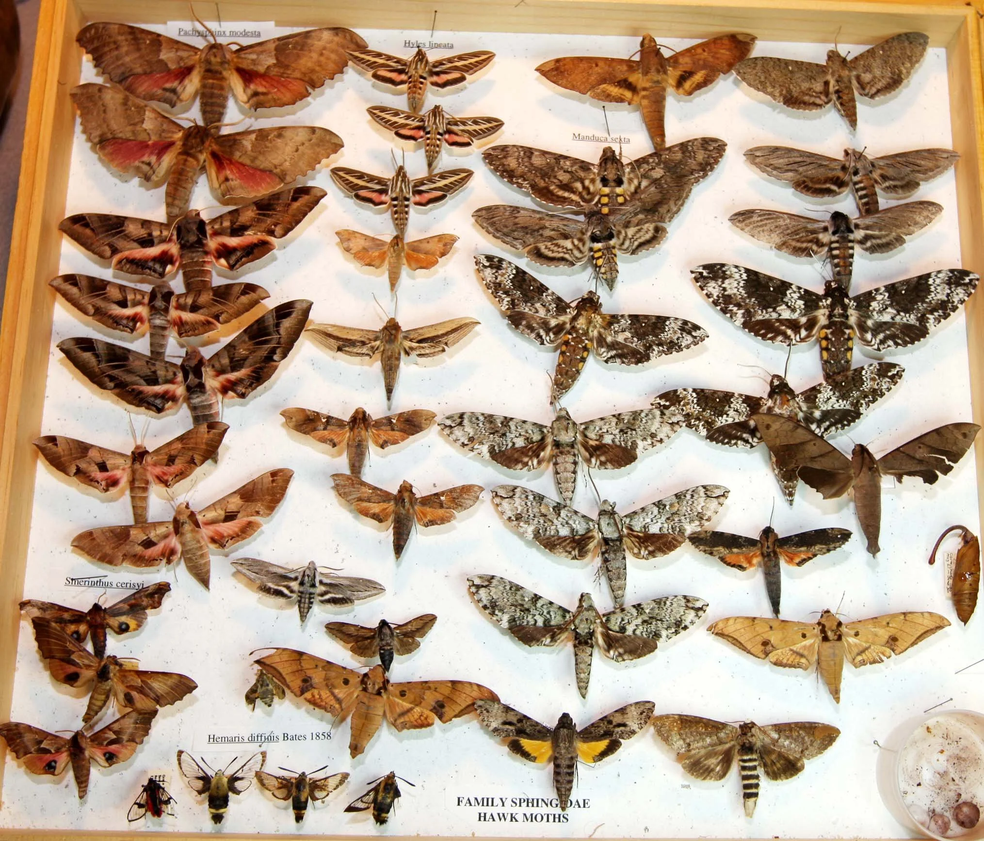 2 Sphingidae.JPG
