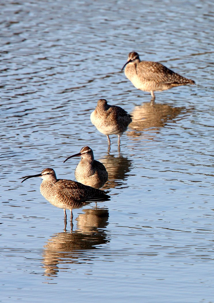 BIRD - WHIMBREL - SAN JOAQUIN WILDLIFE REFUGE IRVINE CALIFORNIA (17).JPG