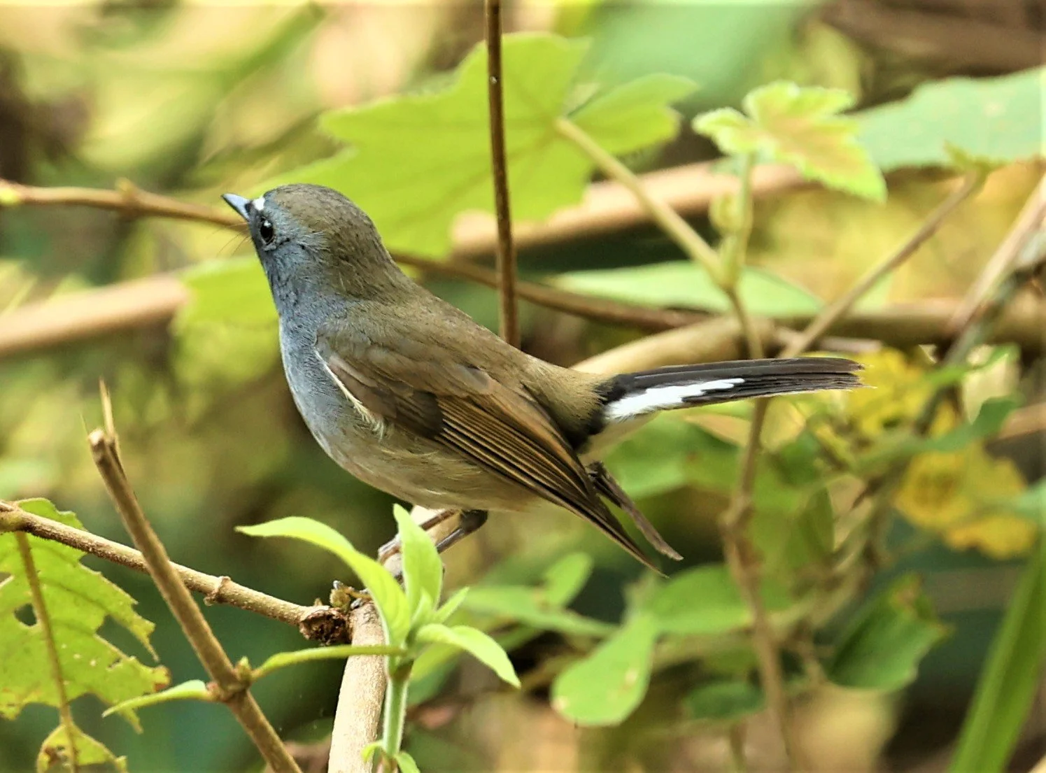 FLYCATCHER - RUFOUS-GORGETED FLYCATCHER - Ficedula strophiata - DOI SAN JU (DOI LANG WEST) FEB 2022 (51).jpg