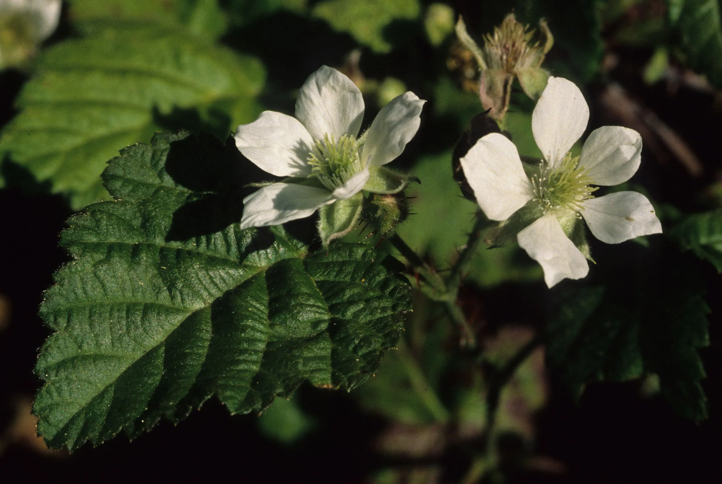 AMERICAN RIVER - RUBUS URSINUS - CALIFORNIA BLACKBERRY A.jpg