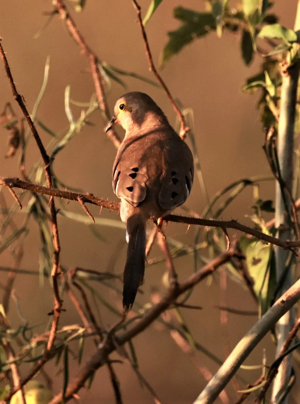 Dove - Long-tailed Ground-Dove - Uropelia campestris - Pantanal, Pouso Alegre Lodge, Brazil (6).JPG