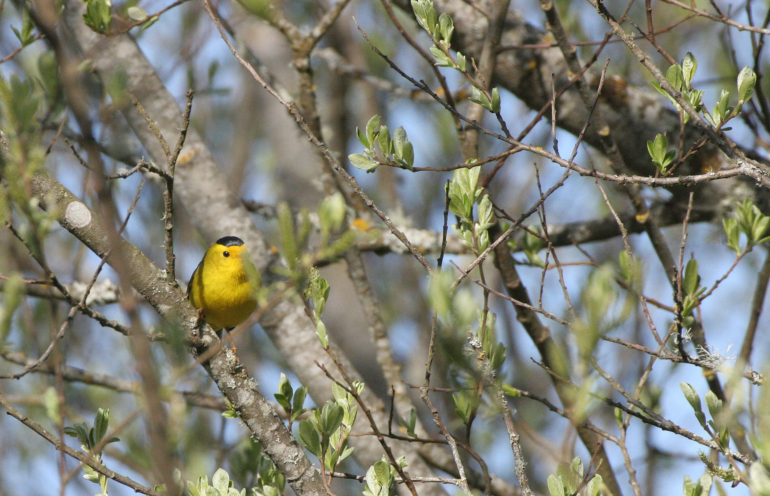 BIRD - WARBLER - WILSON'S WARBLER - WILSONIA PUSILLA - LAKE FARM WOODS WA (24).JPG