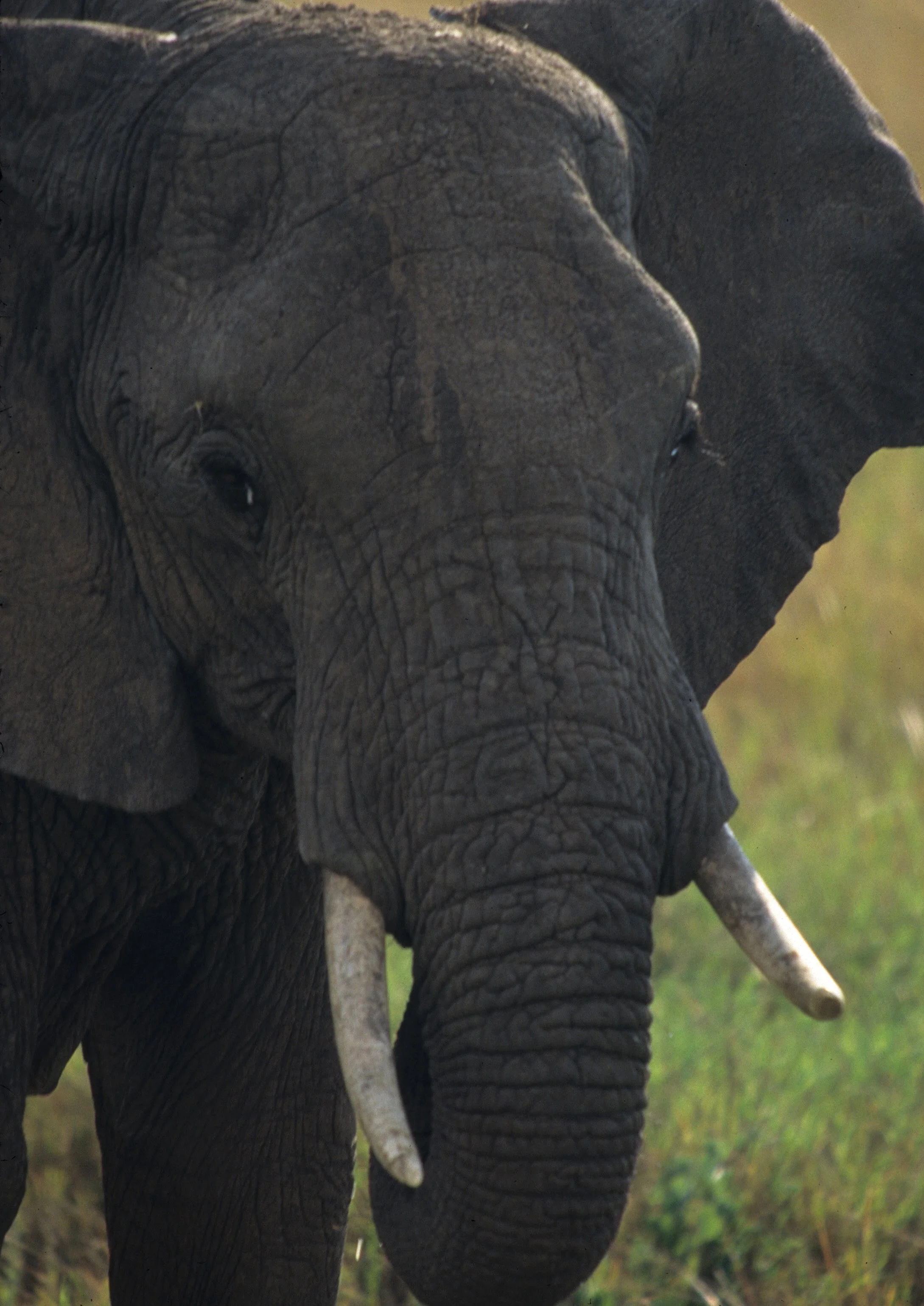 ELEPHANT - SERENGETI 33.jpg
