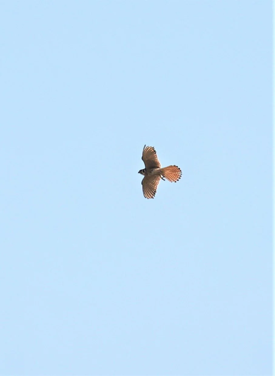 Falco sparverius - AMERICAN KESTREL - FOSSIL BUTTES NATIONAL MONUMENT WYOMING.jpg