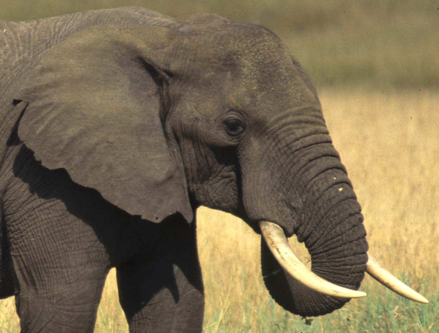 ELEPHANT - SERENGETI 14A.jpg