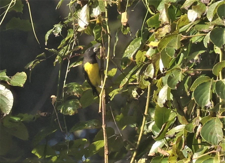 Spot-winged Grosbeak (Mycerobas melanozanthos) Fang Hotsprings Chiang Mai Thailand (26).jpg