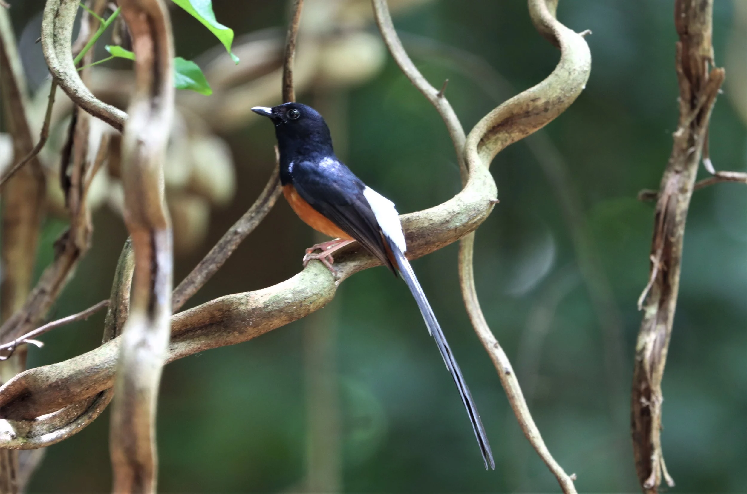 SHAMA - WHITE-RUMPED SHAMA - Copsychus malabaricus - BAANMAKA PETBURI.jpg