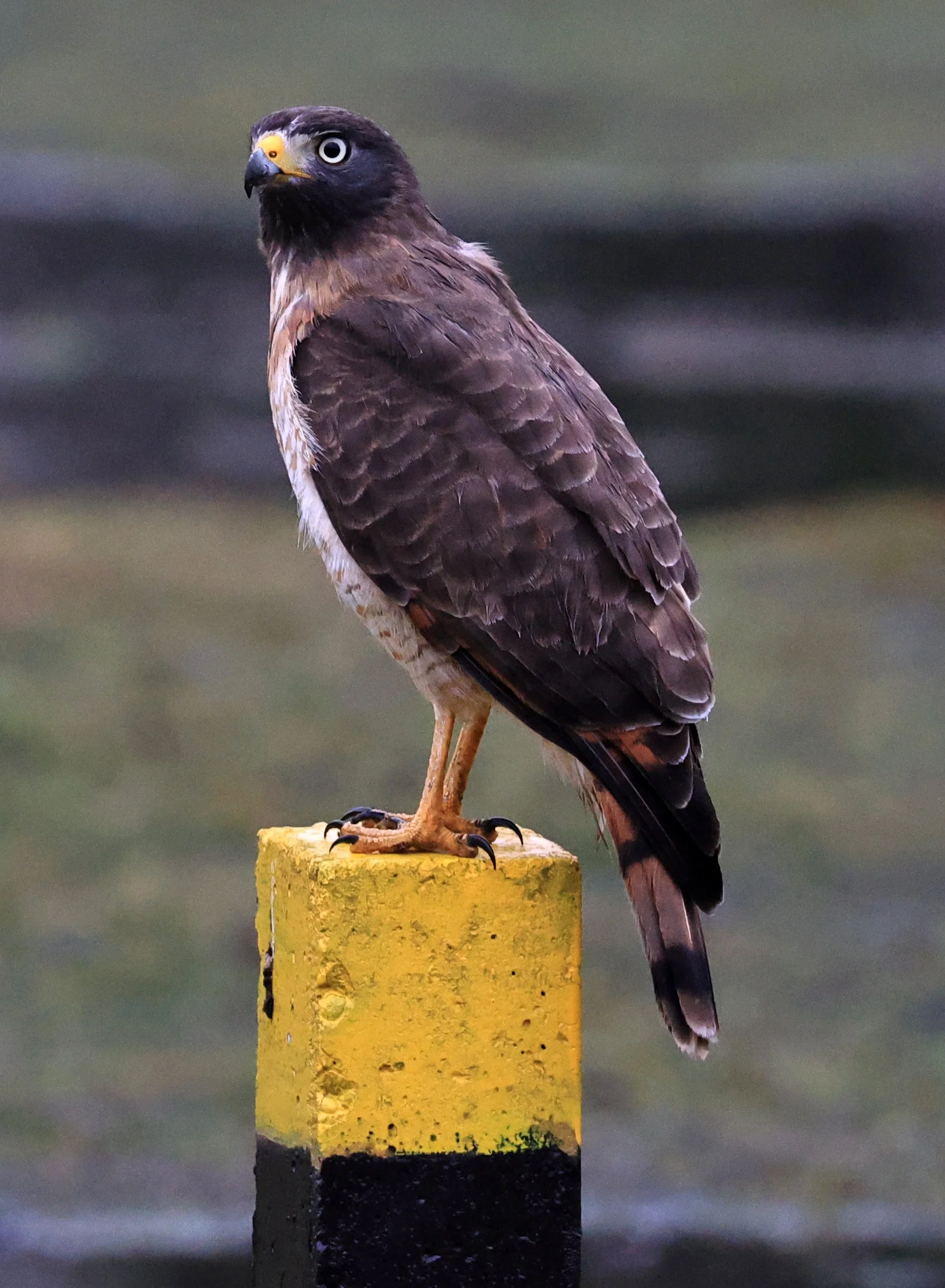 Roadside Hawk (Rupornis magnirostris) El Palmar National Park, Entre Rios, Argentina (5).jpg