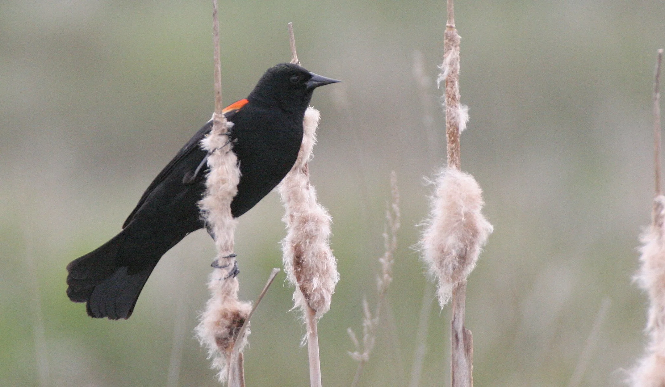 Red-winged Blackbird (Agelaius phoeniceus) Jamestown Olympic Peninsula Washington (3).JPG