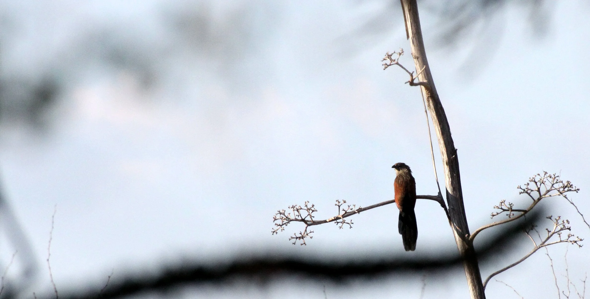 Madagascar Coucal (Centropus toulou) Berenty Reserve Madagascar (3).JPG