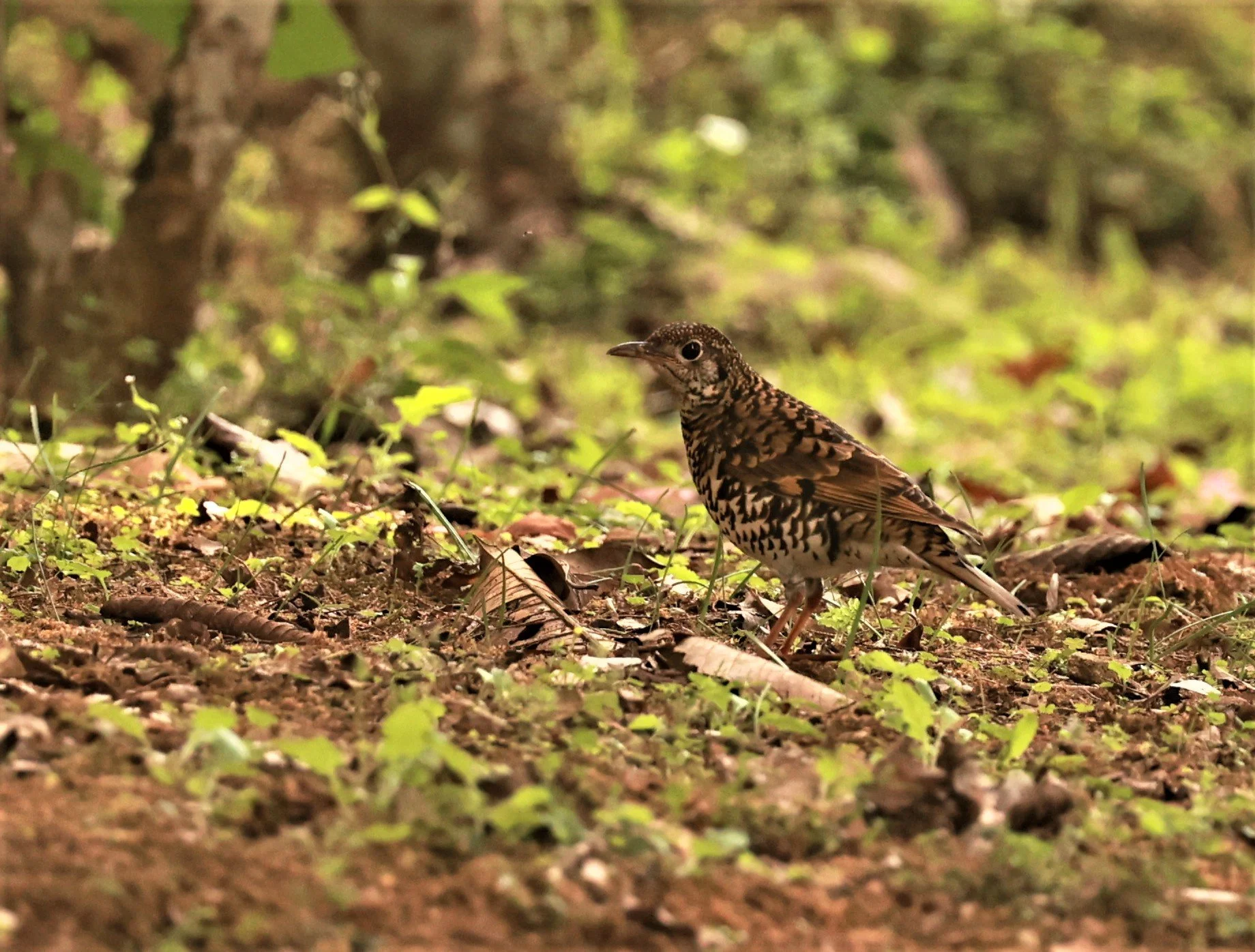 Scaly Thrush (Zoothera dauma) Doi Ang Kang Chiang Mai (59).jpg