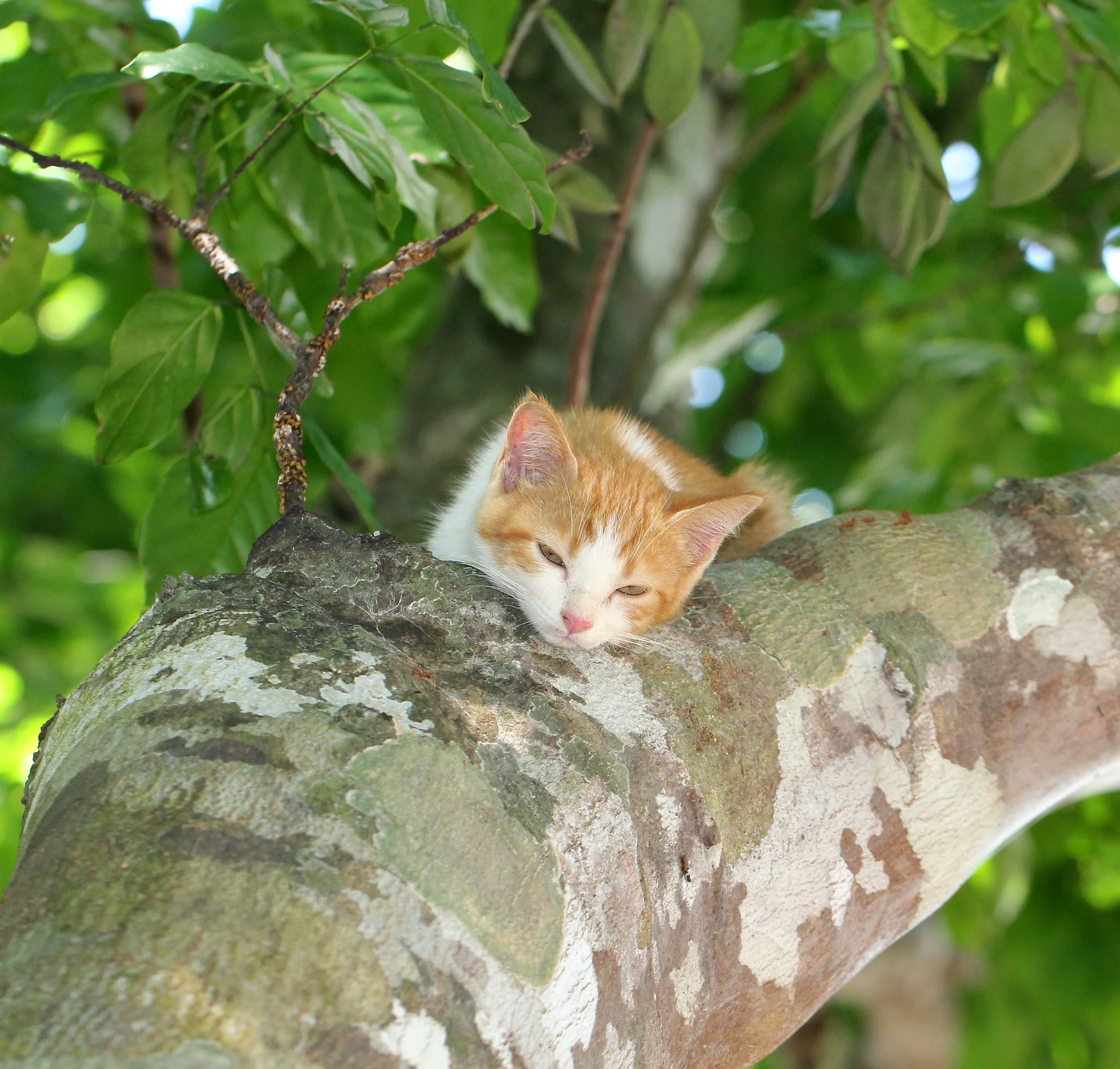 2015 Koh Lanta Summer Misc Images (546).JPG