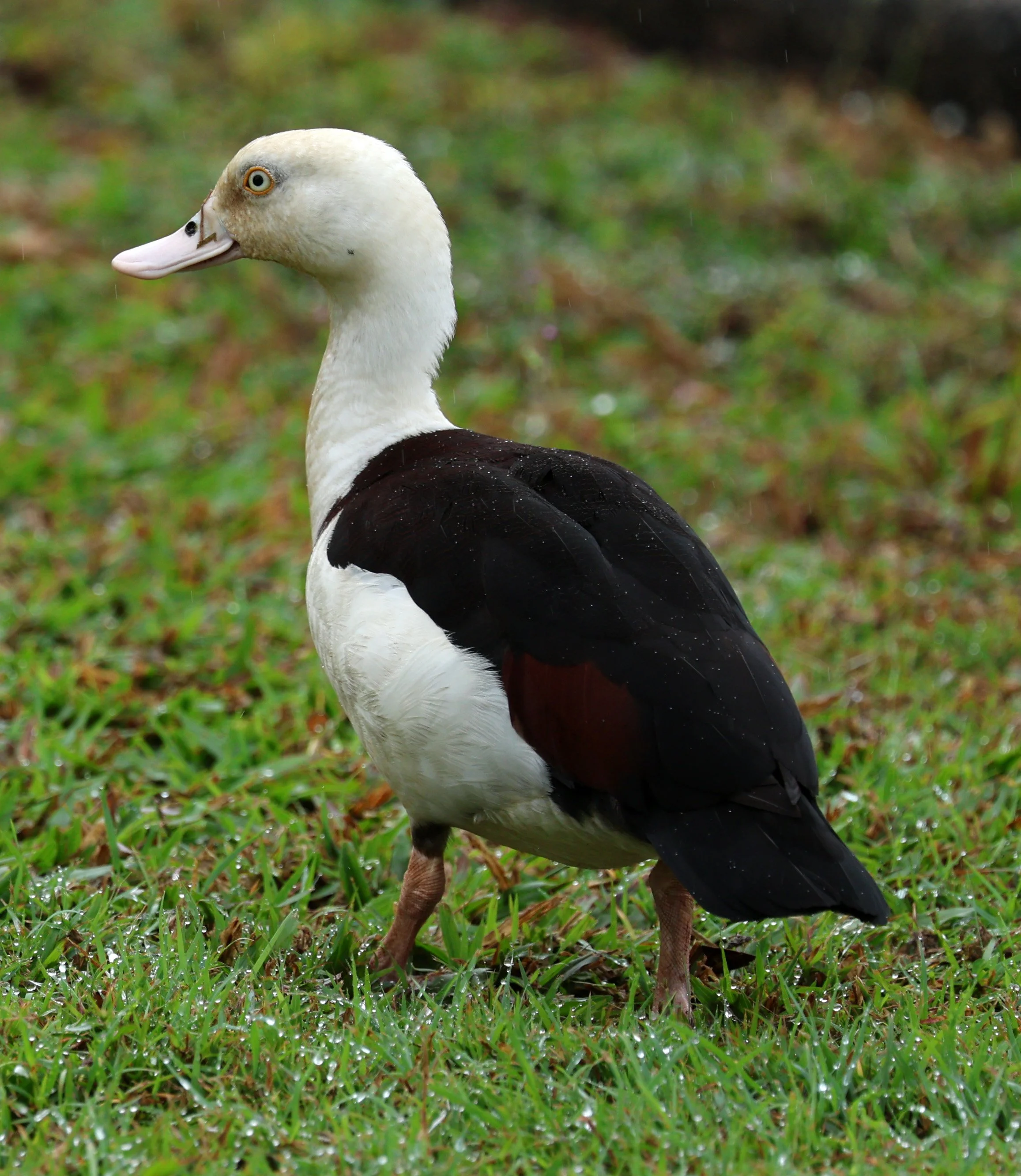 Radjah Shelduck (Tadorna radjah) Daintree Town, Daintree River - Queensland (4).jpg