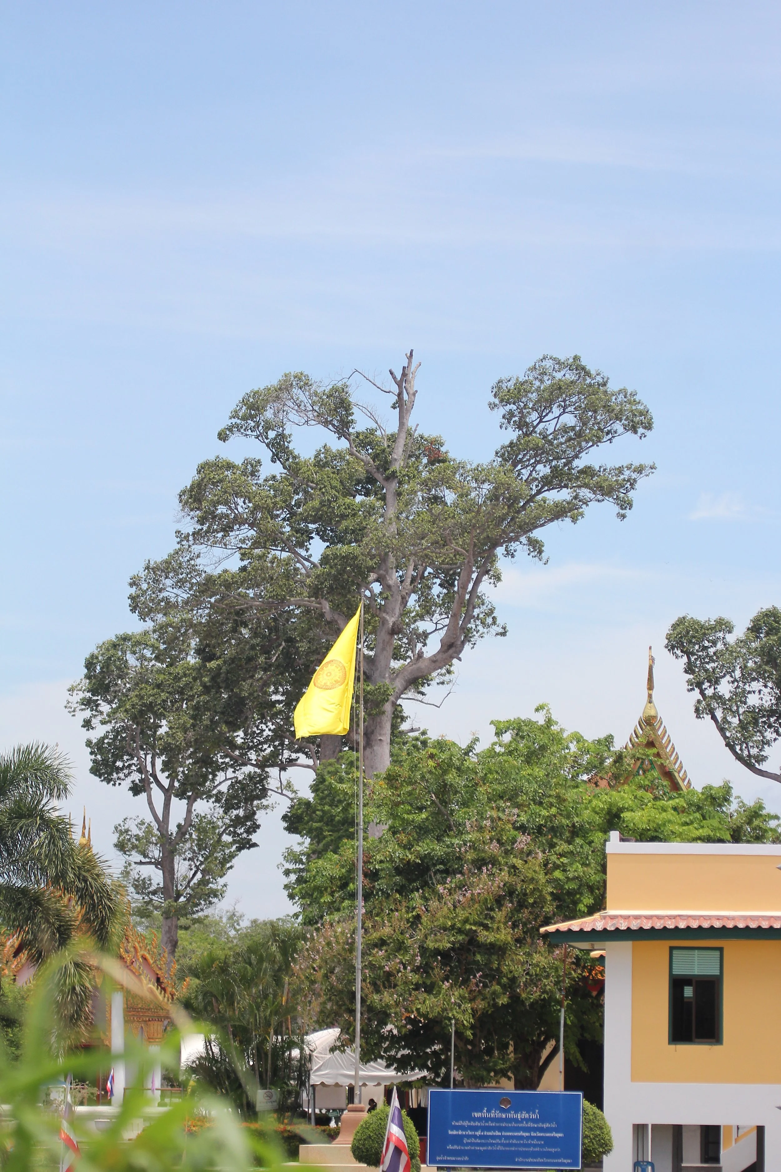 2020 - Ayutthaya Cokie's Pictures (66).JPG