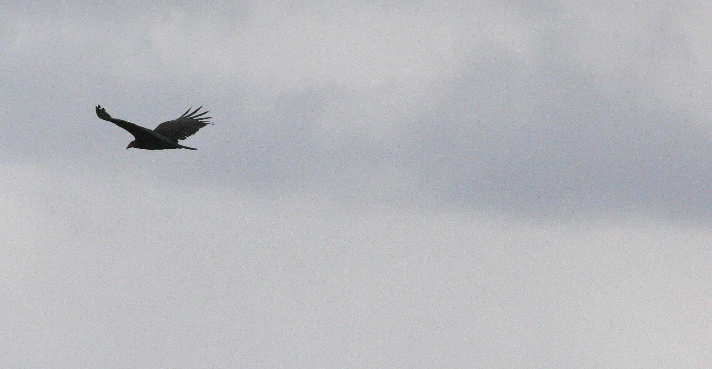 Cathartes aura meridionalis - WESTERN TURKEY VULTURE - JAMESTOWN WA (2).JPG