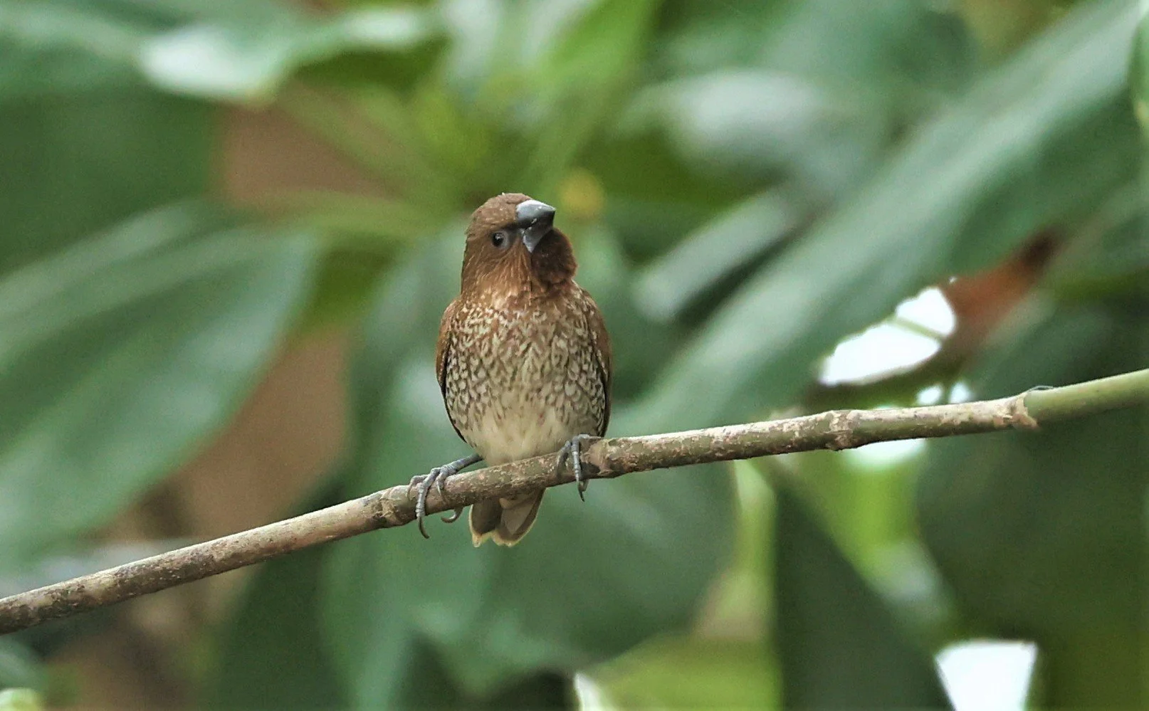 MUNIA - SCALY BREASTED MUNIA - Lonchura punctulata - BANG PU MANGROVE FOREST MAY 7 2022 (1).jpg