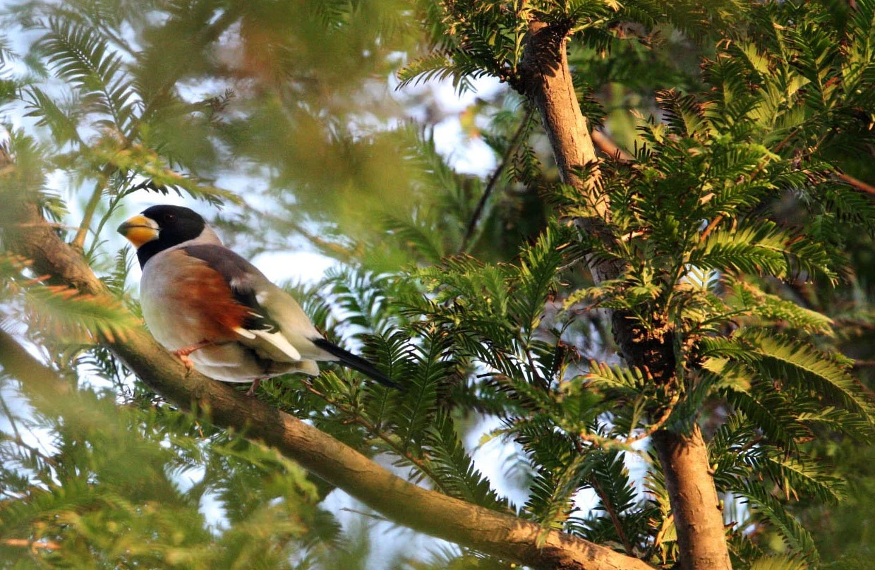 Chinese Grosbeak (Eophona migratoria) Nankou Rudong China (4).JPG