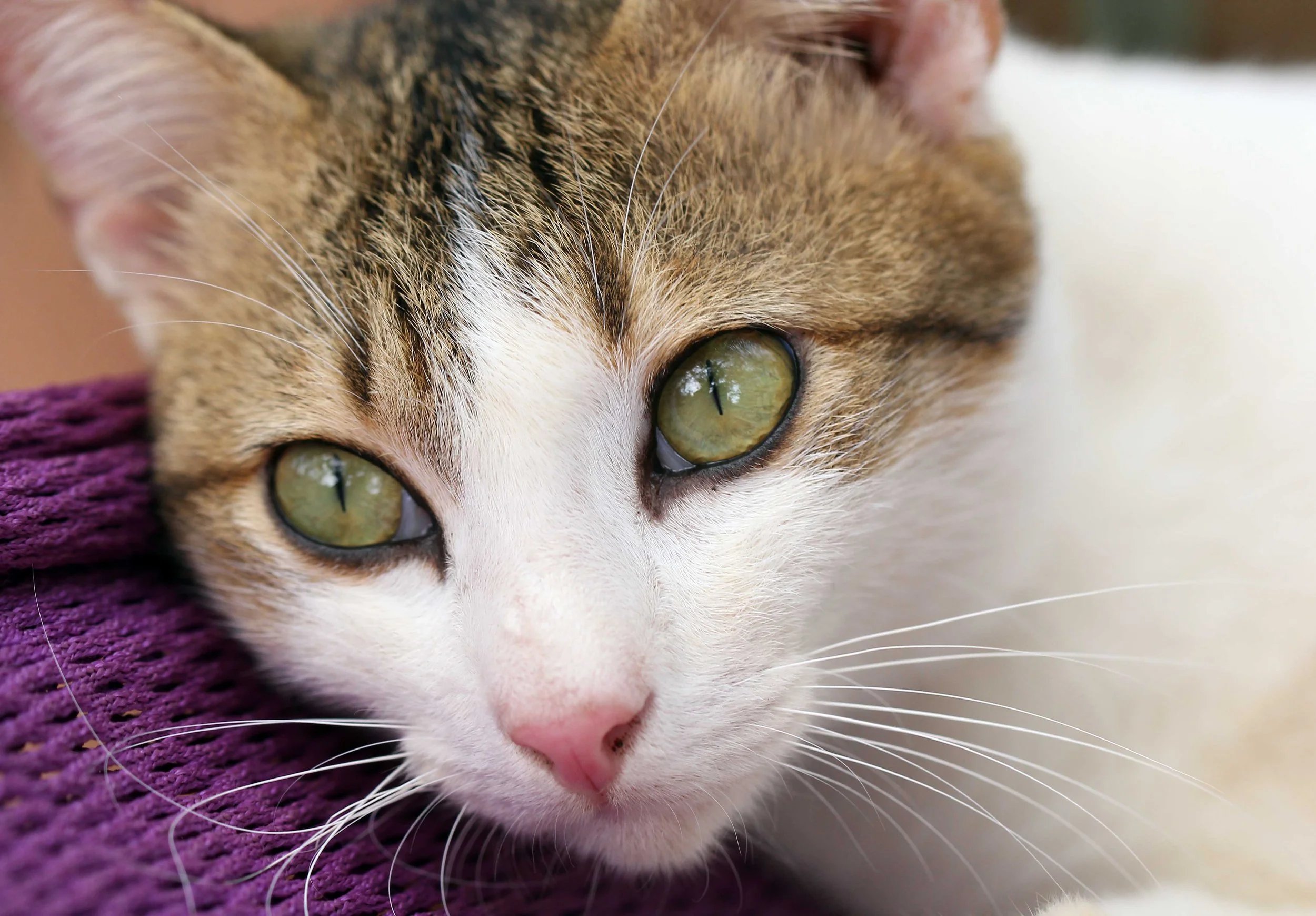 2015 Koh Lanta Songkran with friends from ISB (393).JPG