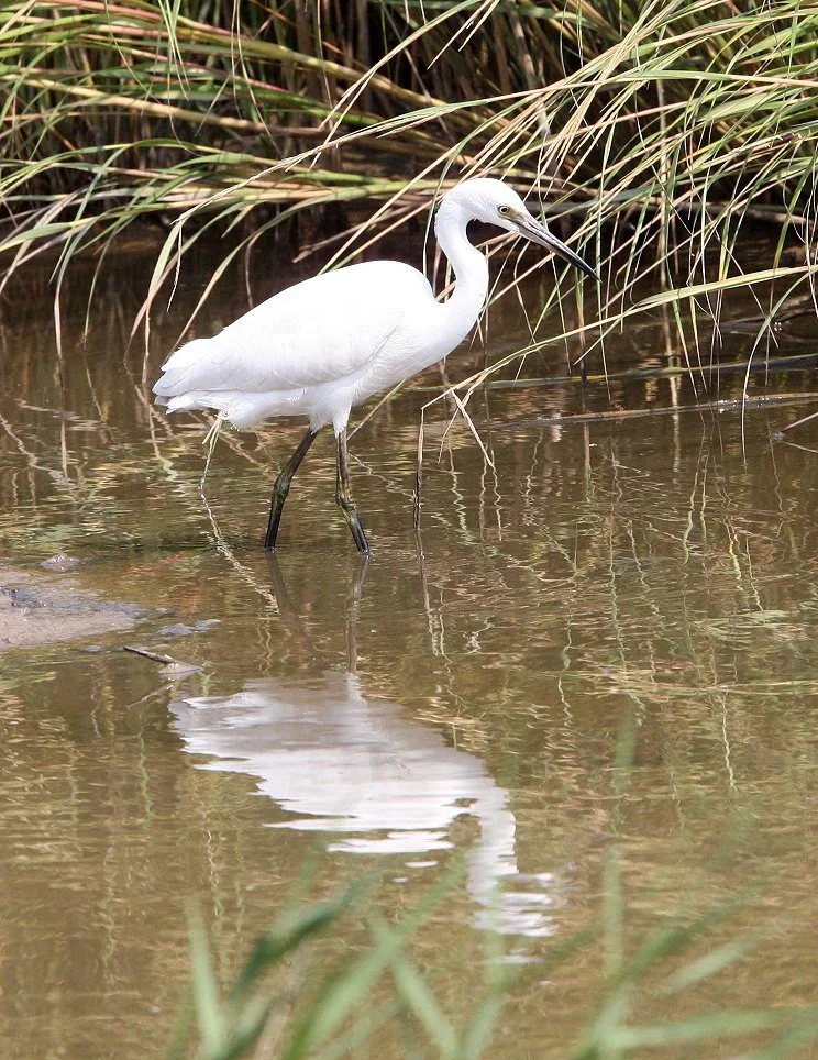 EGRET - LITTLE EGRET- Egretta garzetta - CHONGMING ISLAND - DONGTAN WETLANDS RESERVE (39).JPG