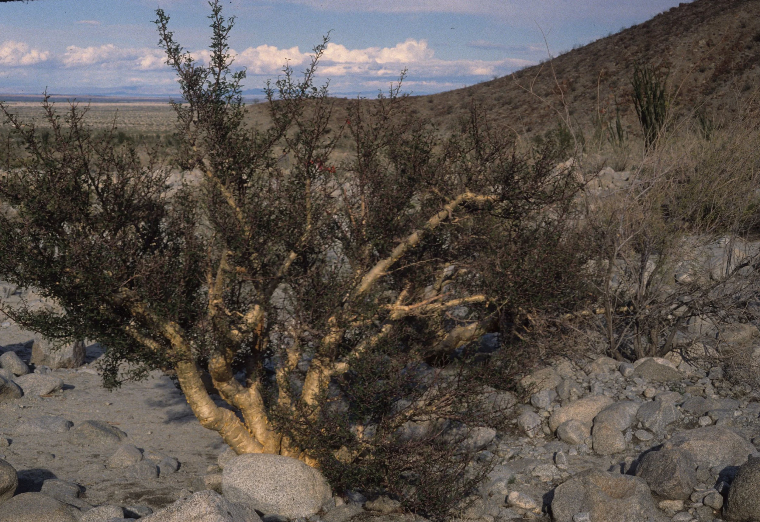 ANZA BORREGO - LEGUMINOSEAE - BURSERA MICROPHYLLA - ELEPHANT TREE.jpg