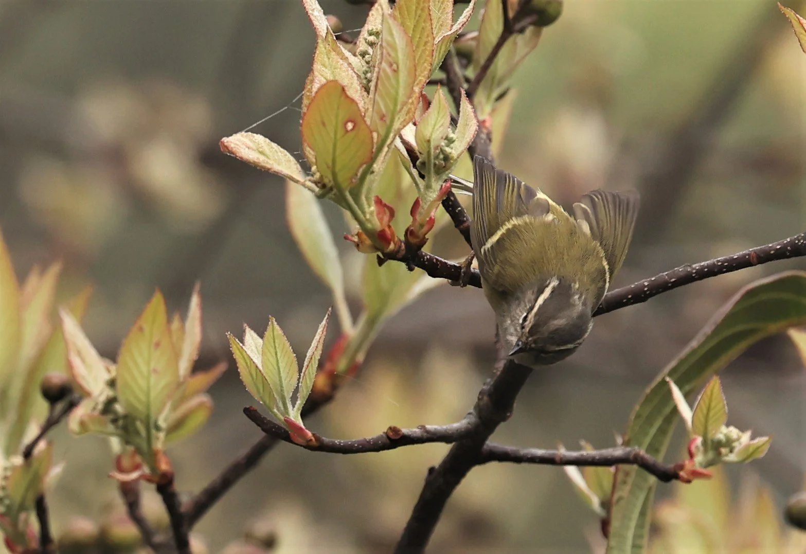 WARBLER - HUME'S LEAF-WARBLER - Phylloscopus humei - DOI INTHANON NP CHIANG MAI, DEC 2021 (16).JPG
