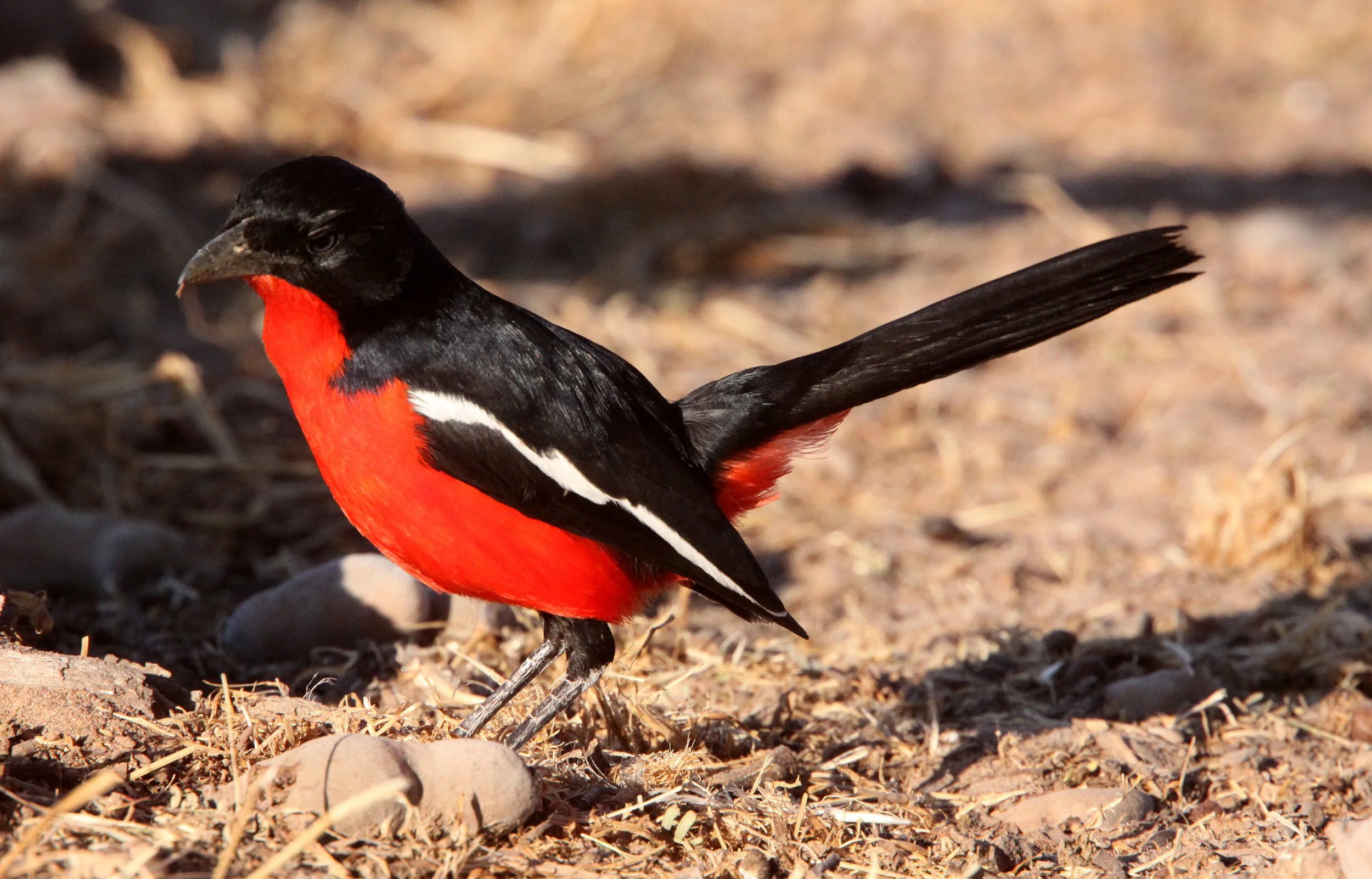 Crimson-breasted Shrike (Laniarius atrococcineus) Kgalagadi NP South Africa (11).JPG