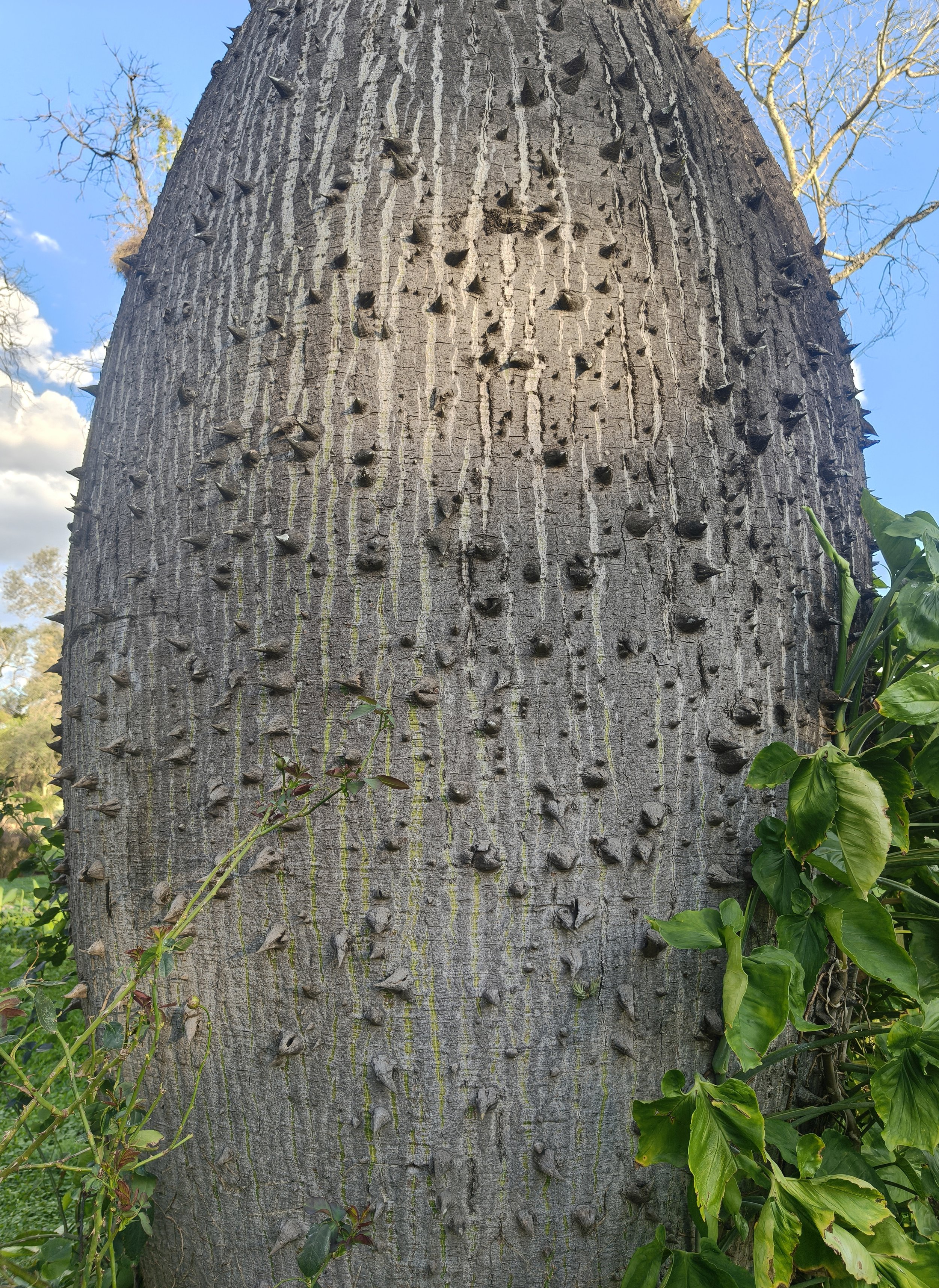 Ceiba chodatii 