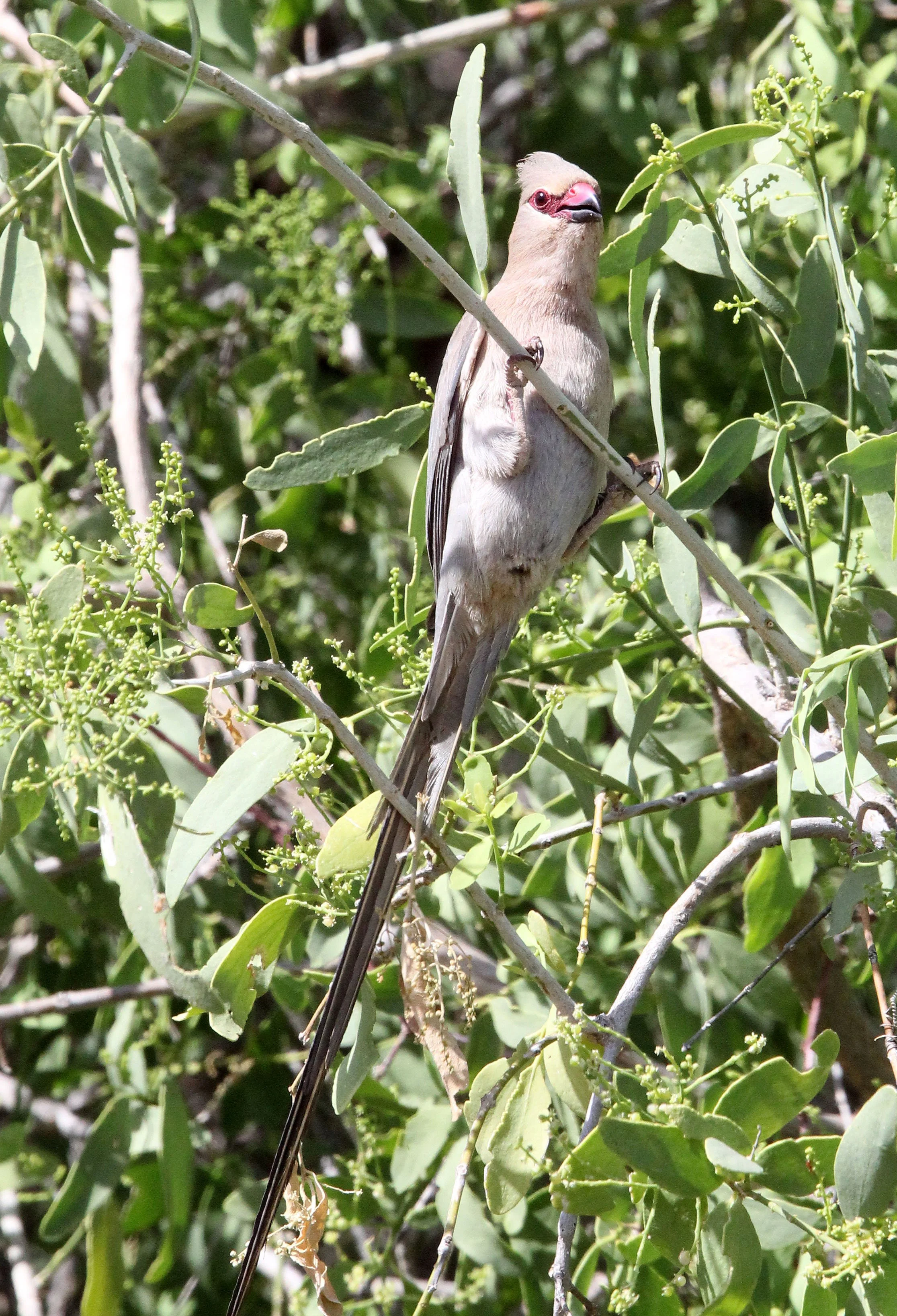 Red-faced Mousebird (Urocolius indicus) Samburu NP Kenya (1).JPG