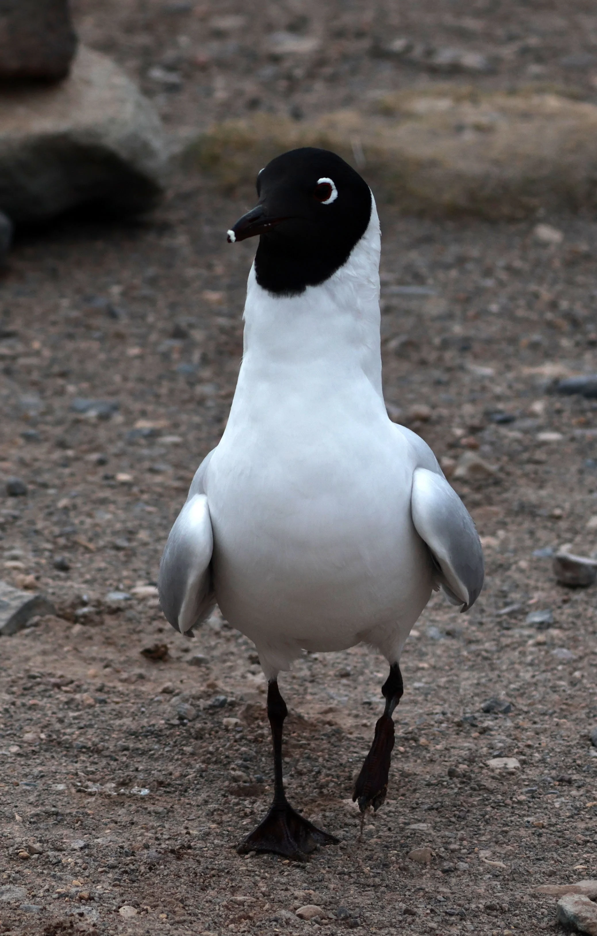 Gull - Andean Gull - Chroicocephalus serranus - Lauca National Park, Chile (5).jpg