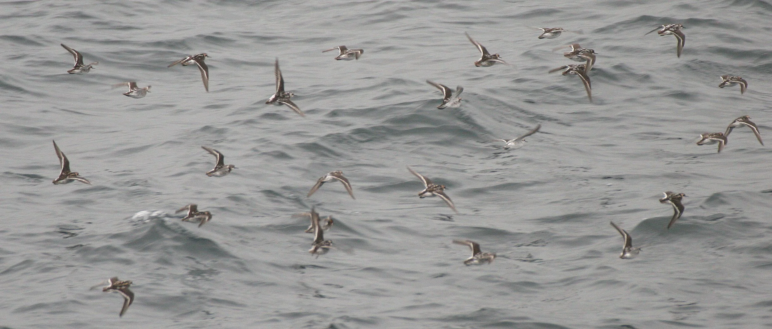 BIRD - PHALAROPES - RED-NECKED IN KURILS RUSSIA (3).jpg
