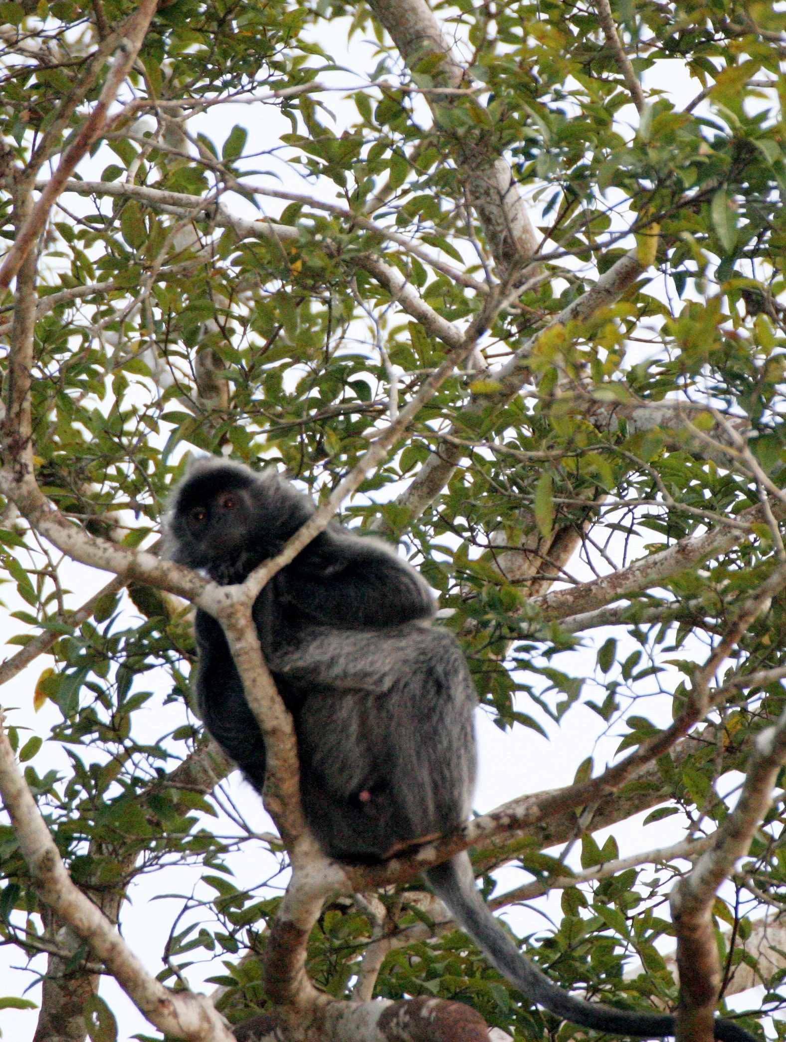 CERCOPITHECIDAE - Trachypithecus cristatus cristatus - SILVERED LANGUR - KINABATANGAN RIVER BORNEO  (5).JPG