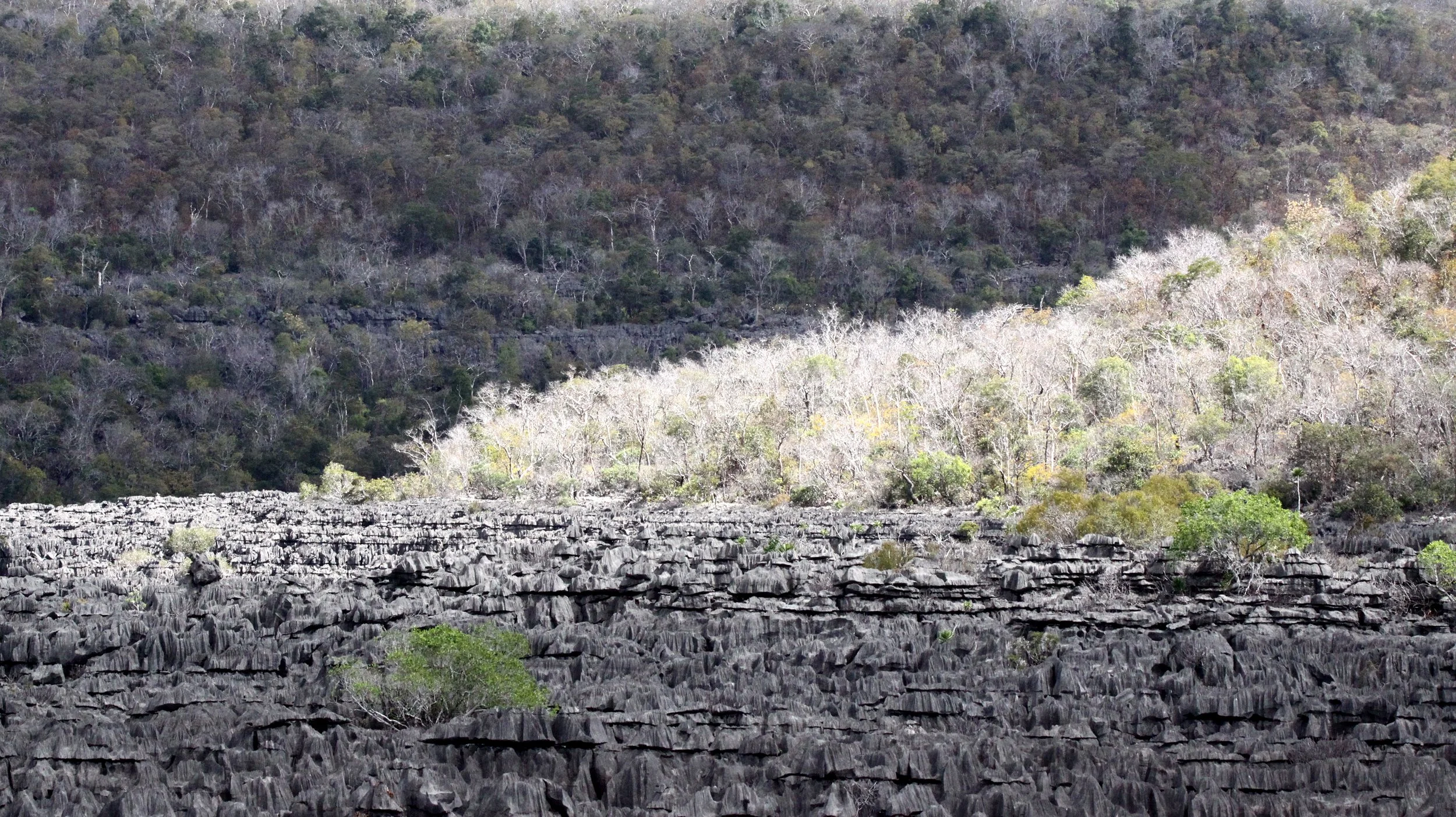 ANKARANA NATIONAL PARK MADAGASCAR - TSINGY FOREST (61).JPG
