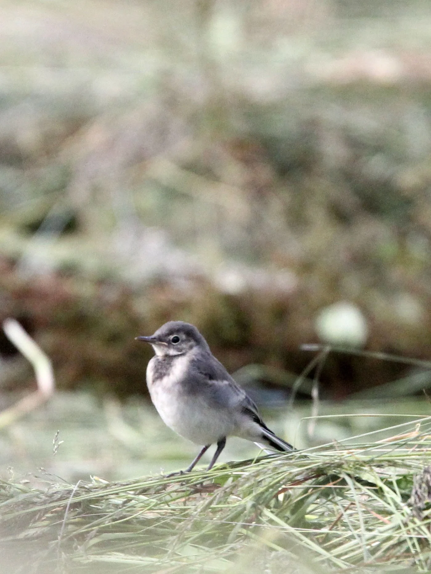Tawny Pipit (Anthus campestris) STELVIO NATIONAL PARK ITALY - SAN VALENTINO ALLA MUTA (23).JPG
