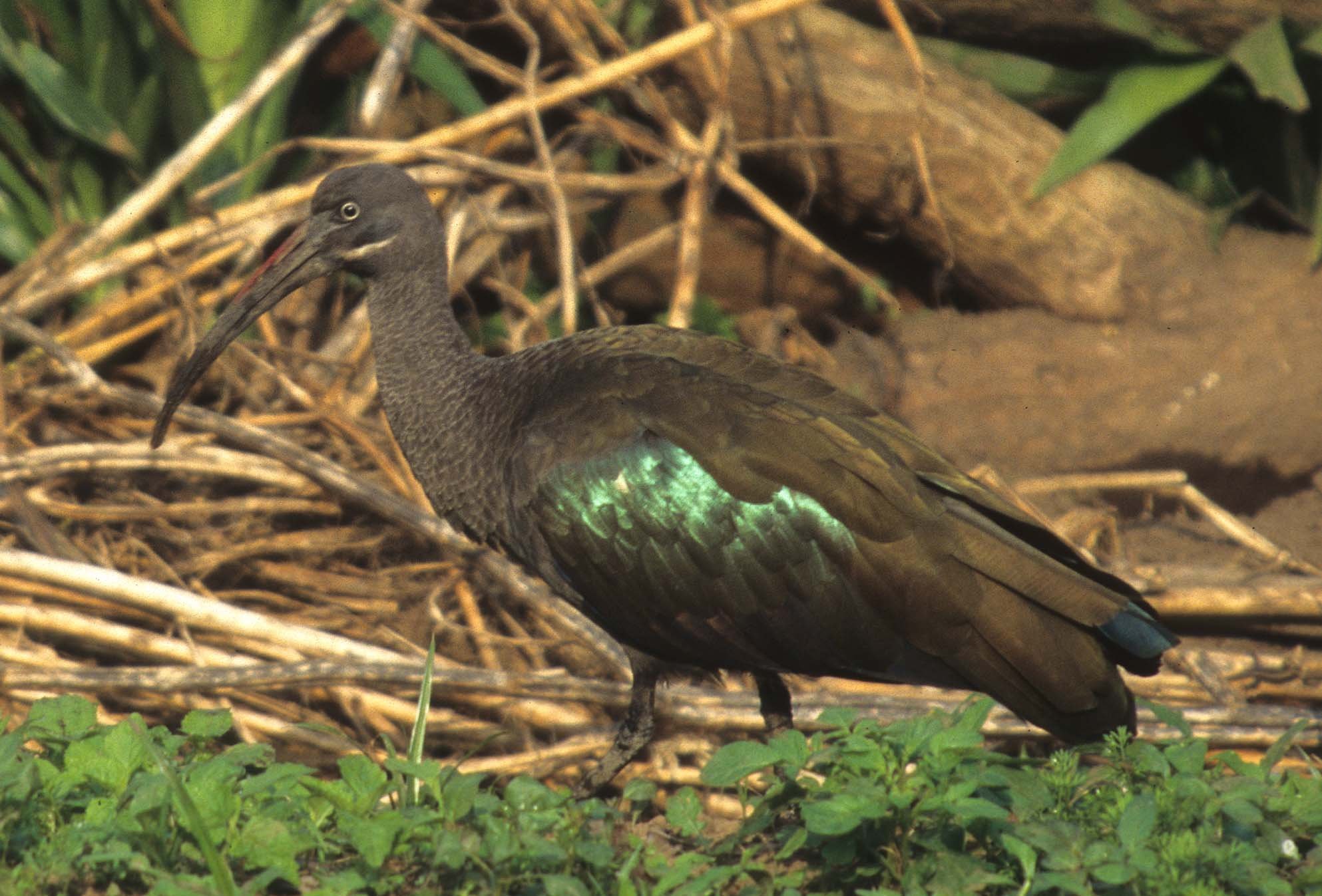 IBIS - HADADA IBIS - Bostrychia hagedash - RWANDA (7).jpg