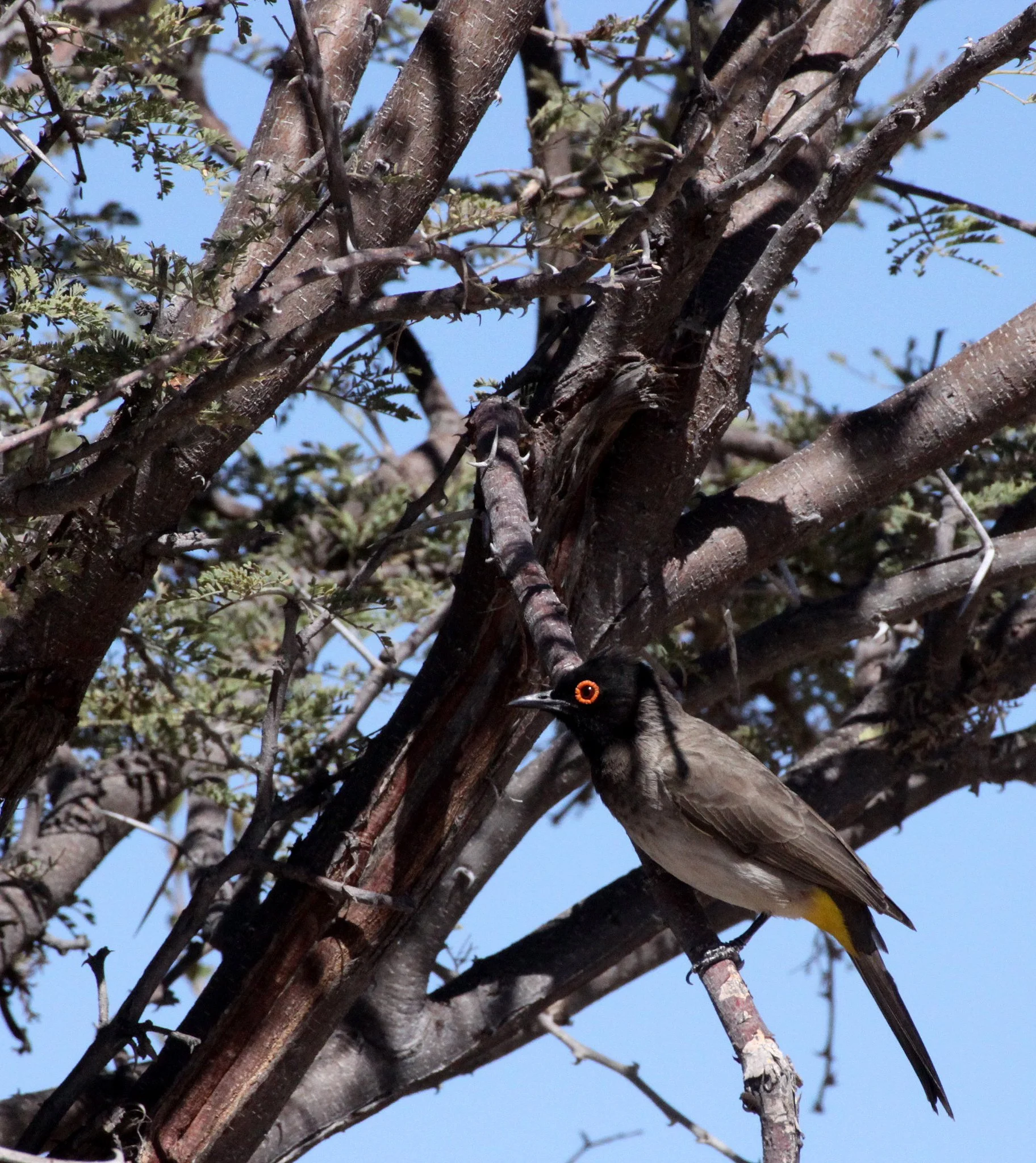 BULBUL - AFRICAN RED-EYED BULBUL (BLACK-FRONTED) - Pycnonotus nigricans - ETOSHA NATIONAL PARK NAMIBIA (4).JPG