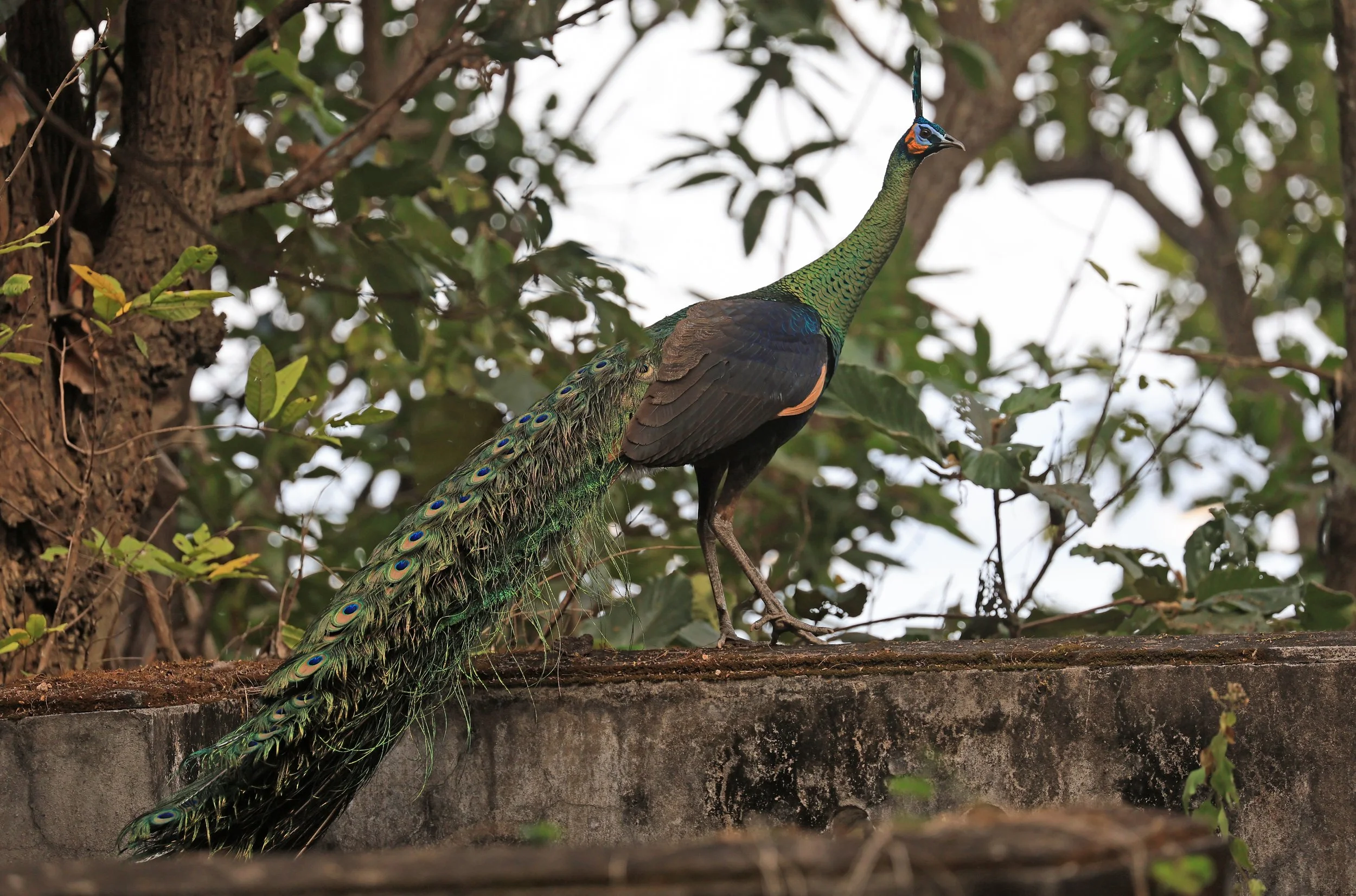 Green Peafowl (Pavo muticus) Doi Butsarakham Phayao Province (24).jpg