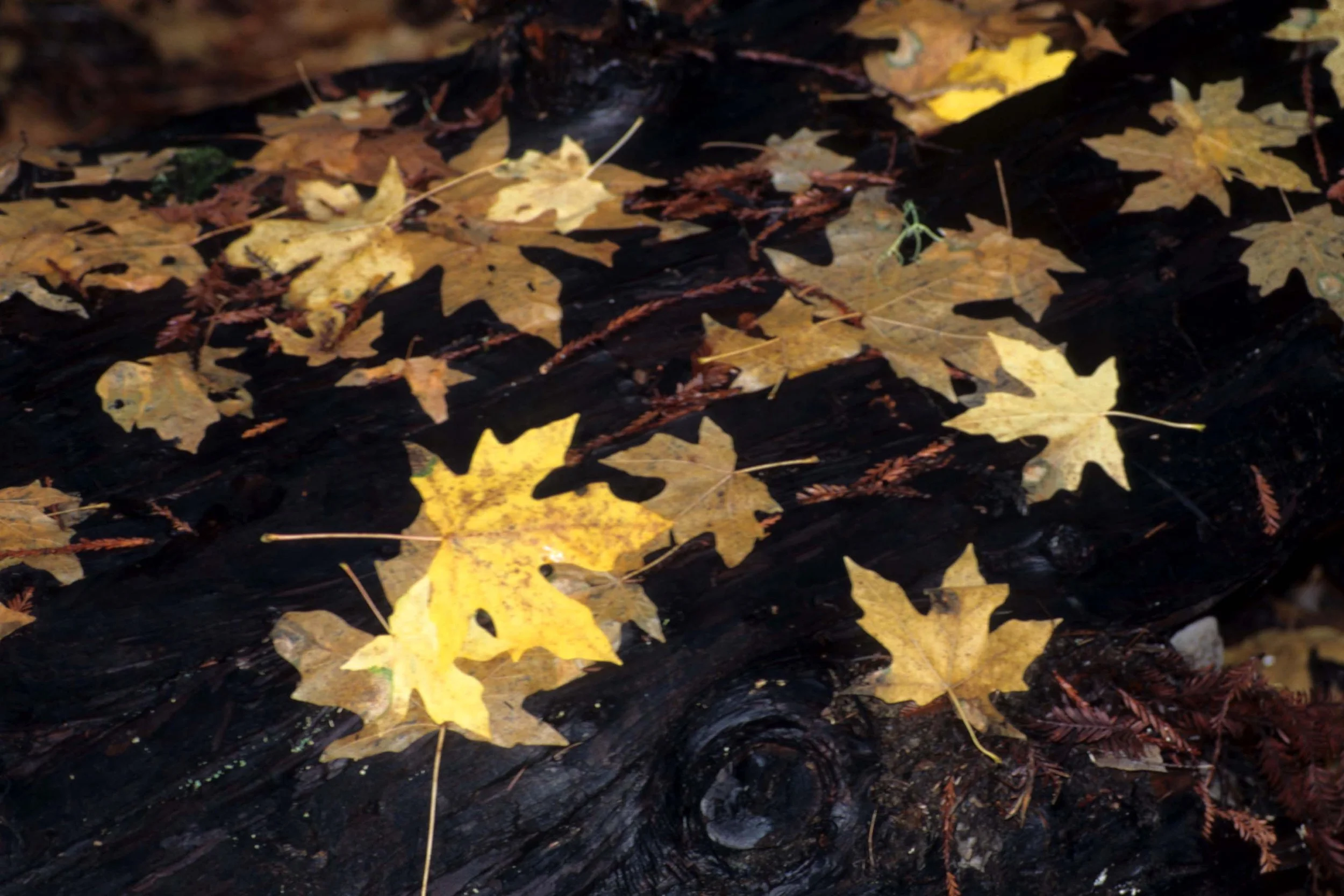 CALIFORNIA - REDWOODS NP - ACER MACROPHYLUM.jpg
