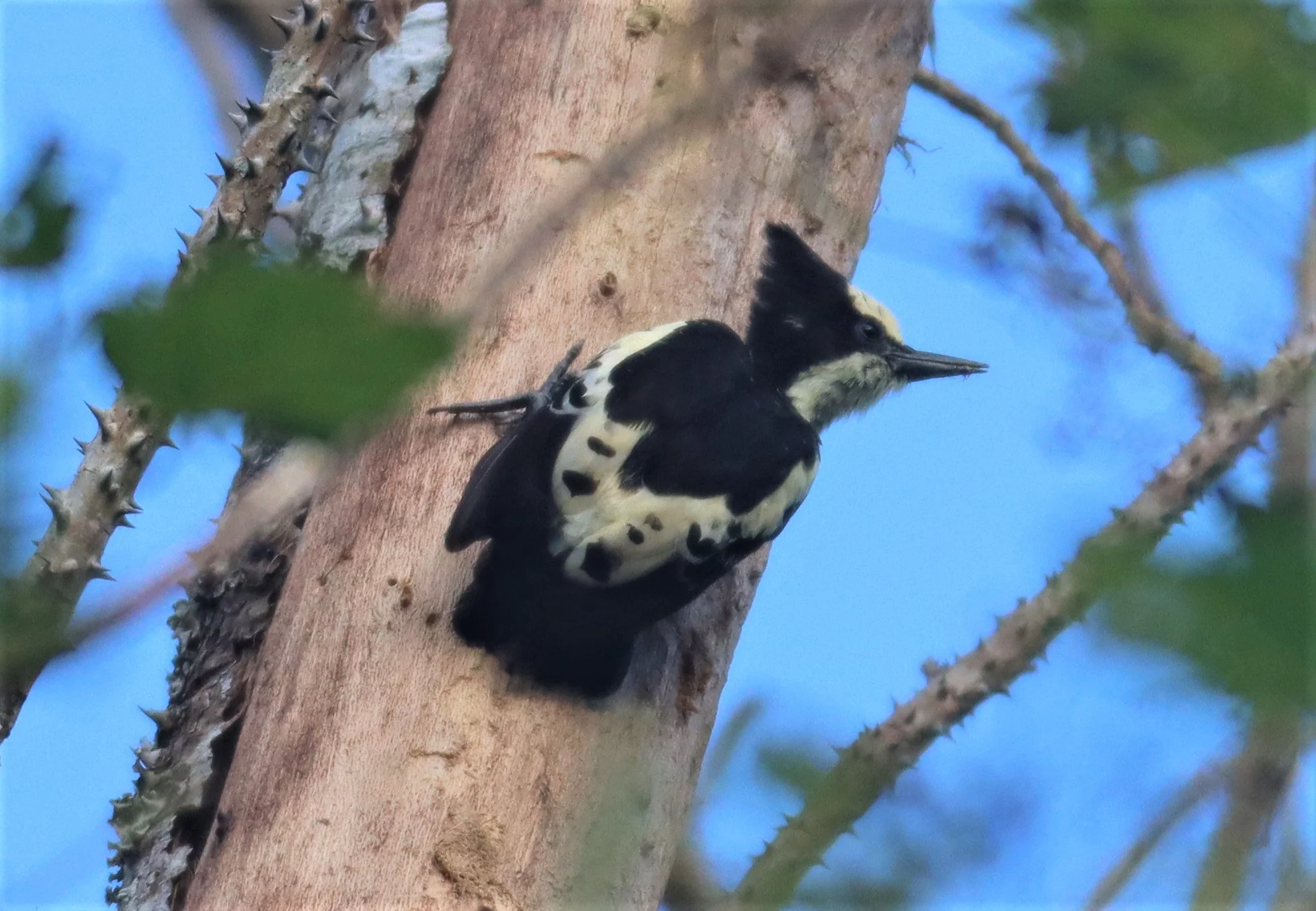 WOODPECKER - HEART-SPOTTED WOODPECKER - Hemicircus canente - KHAO YAI NATIONAL PARK (35).jpg