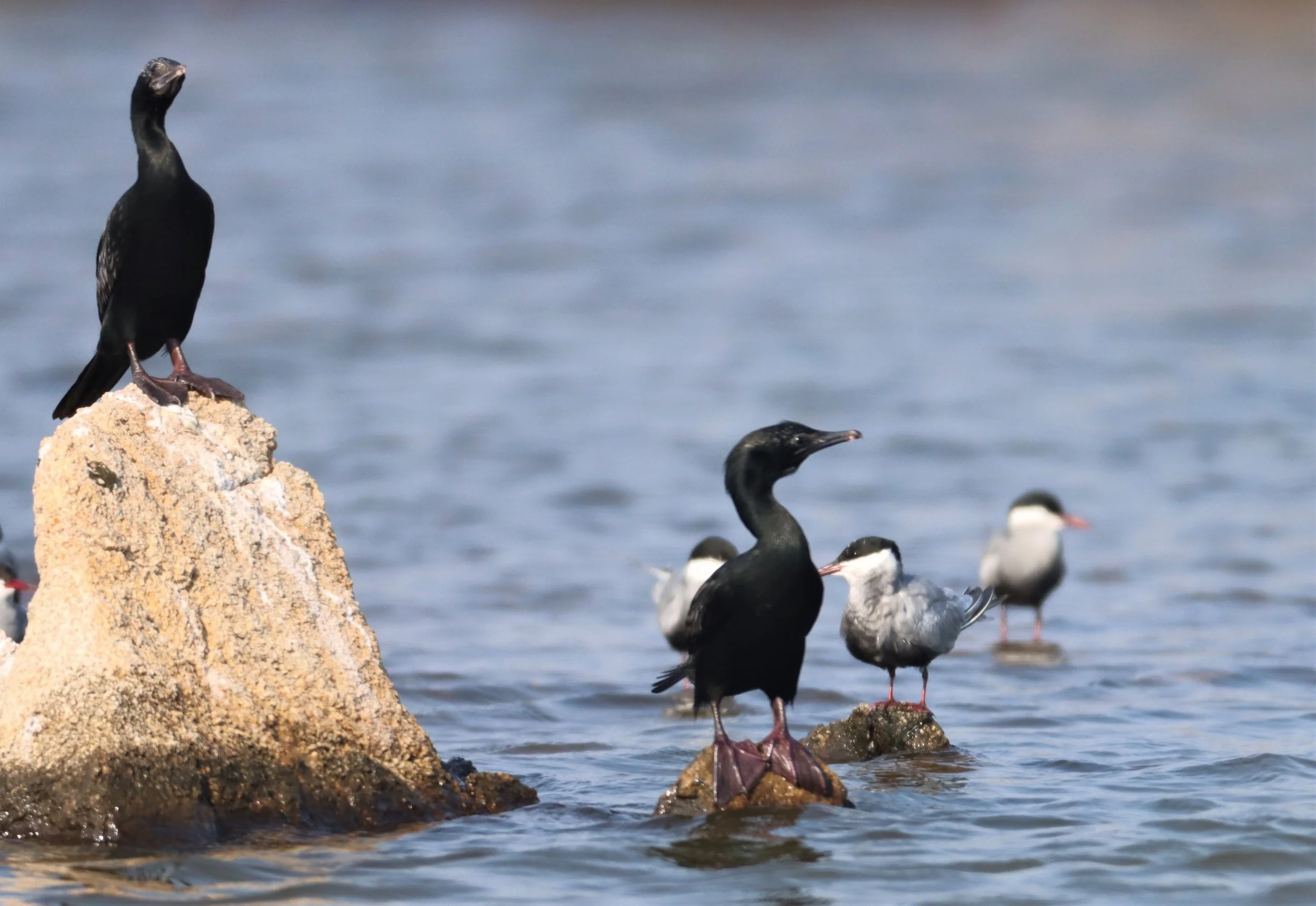 TERN - WHISKERED TERN - Chlidonias hybridus - BANG PAKONG SALT PANS CHACHOENGSAO WEST OF RIVER with LITTLE CORMORANT.jpg